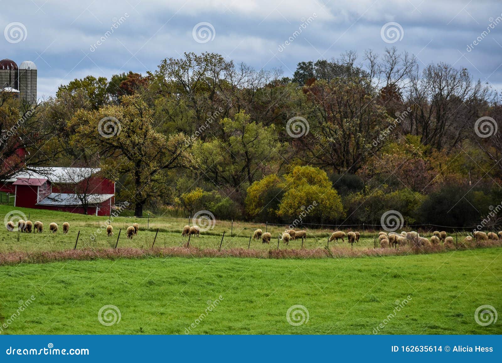 Sheep Grazing In A Farm Field With Barns And Silos In The Background Stock Photo Image Of Lambs Autumn 162635614