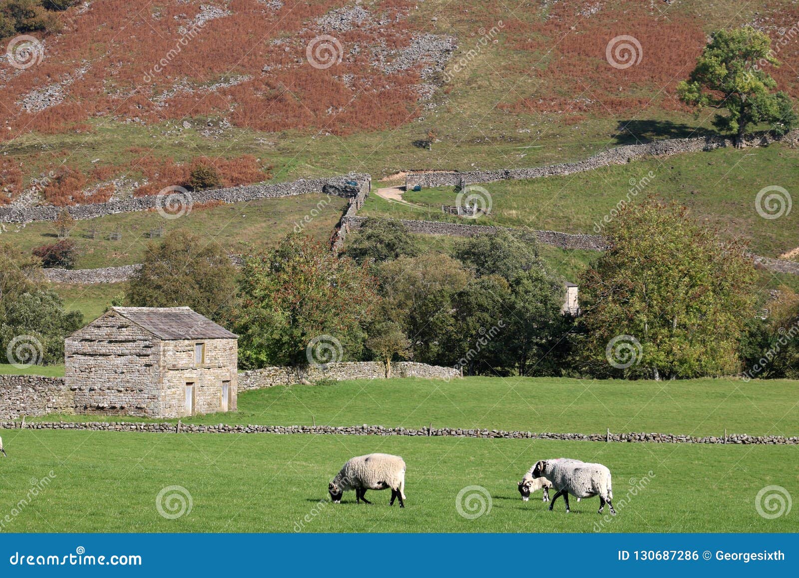 sheep grazing by field barn, muker, swaledale, uk
