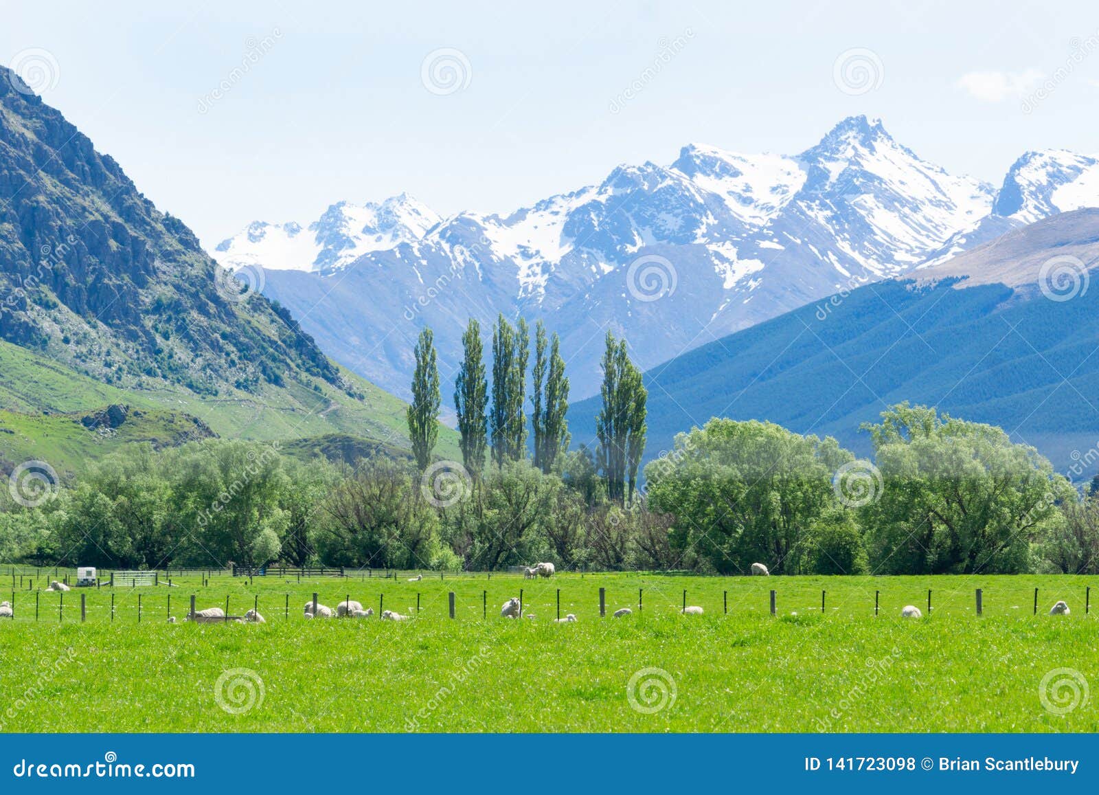 Sheep Grazing In Fields Below Snow Capped Mountains Of South Island