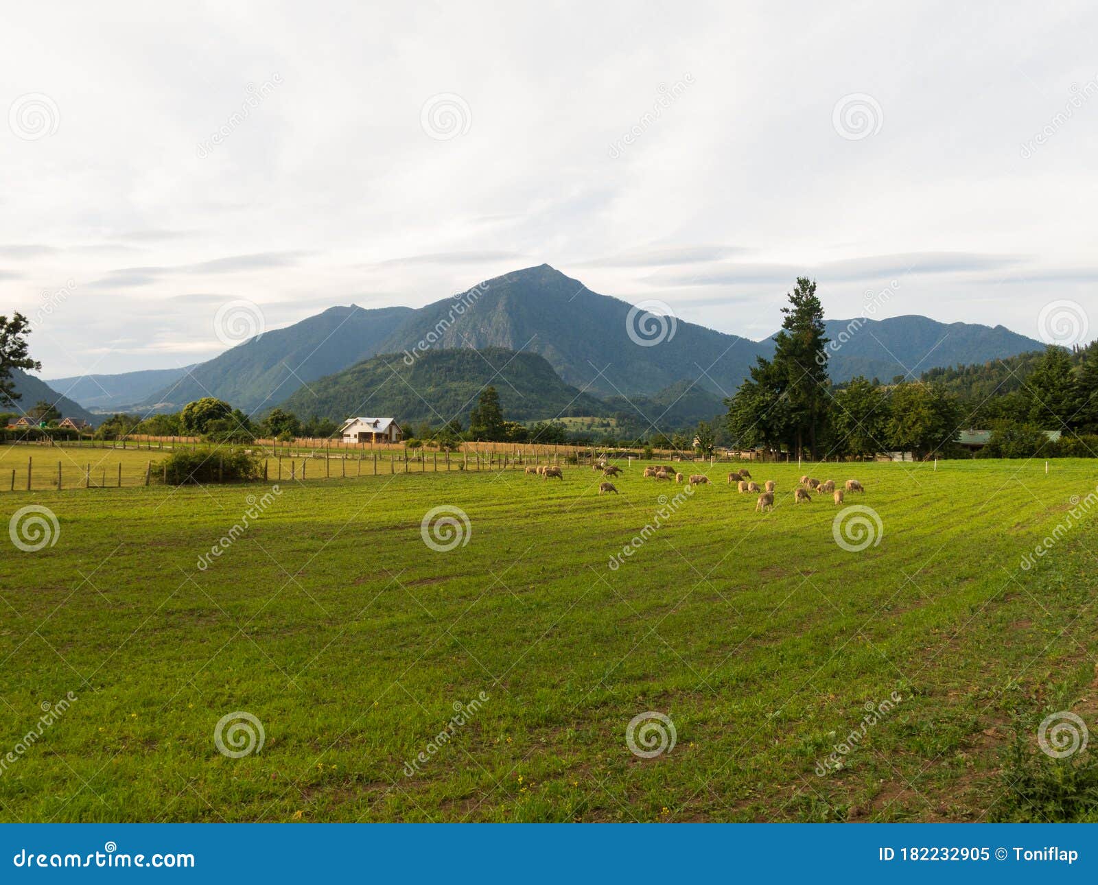 sheep grazing in the fields of los rios region, valdivia zone, in southern chile, araucania andean