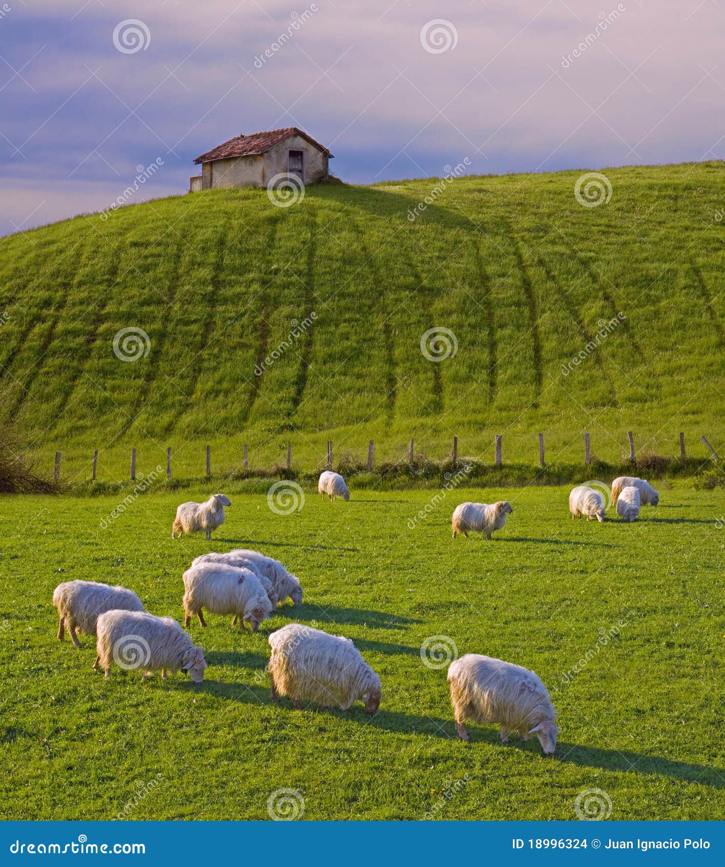 Sheep Grazing in the Meadows Stock Photo Image of outdoor, farm 18996324