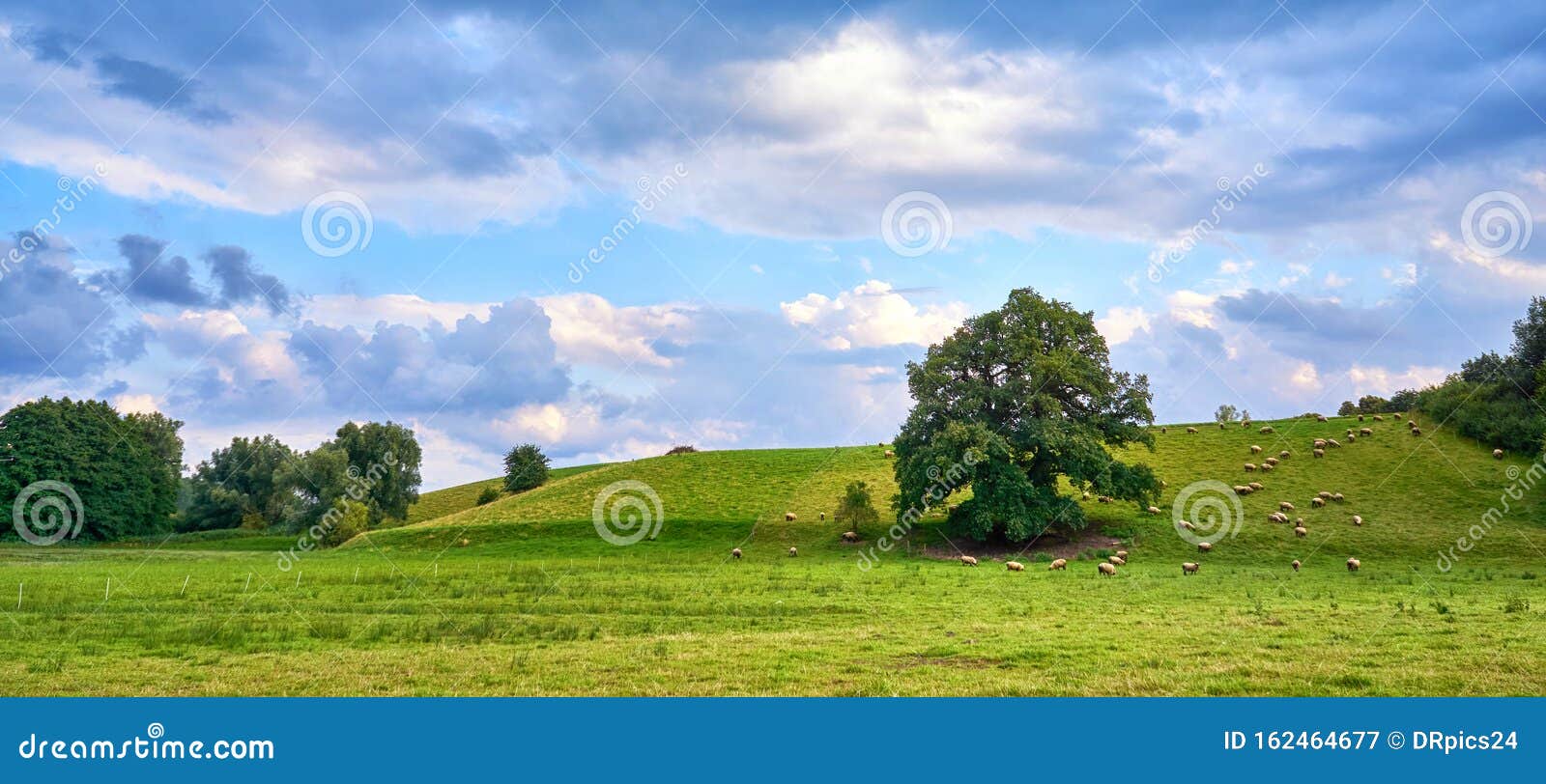 sheep grazing under the shade of a tree on the hillside in a meadow