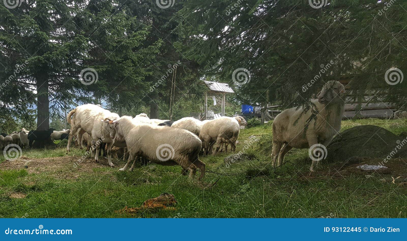 sheep green clearing holydays great picture wood