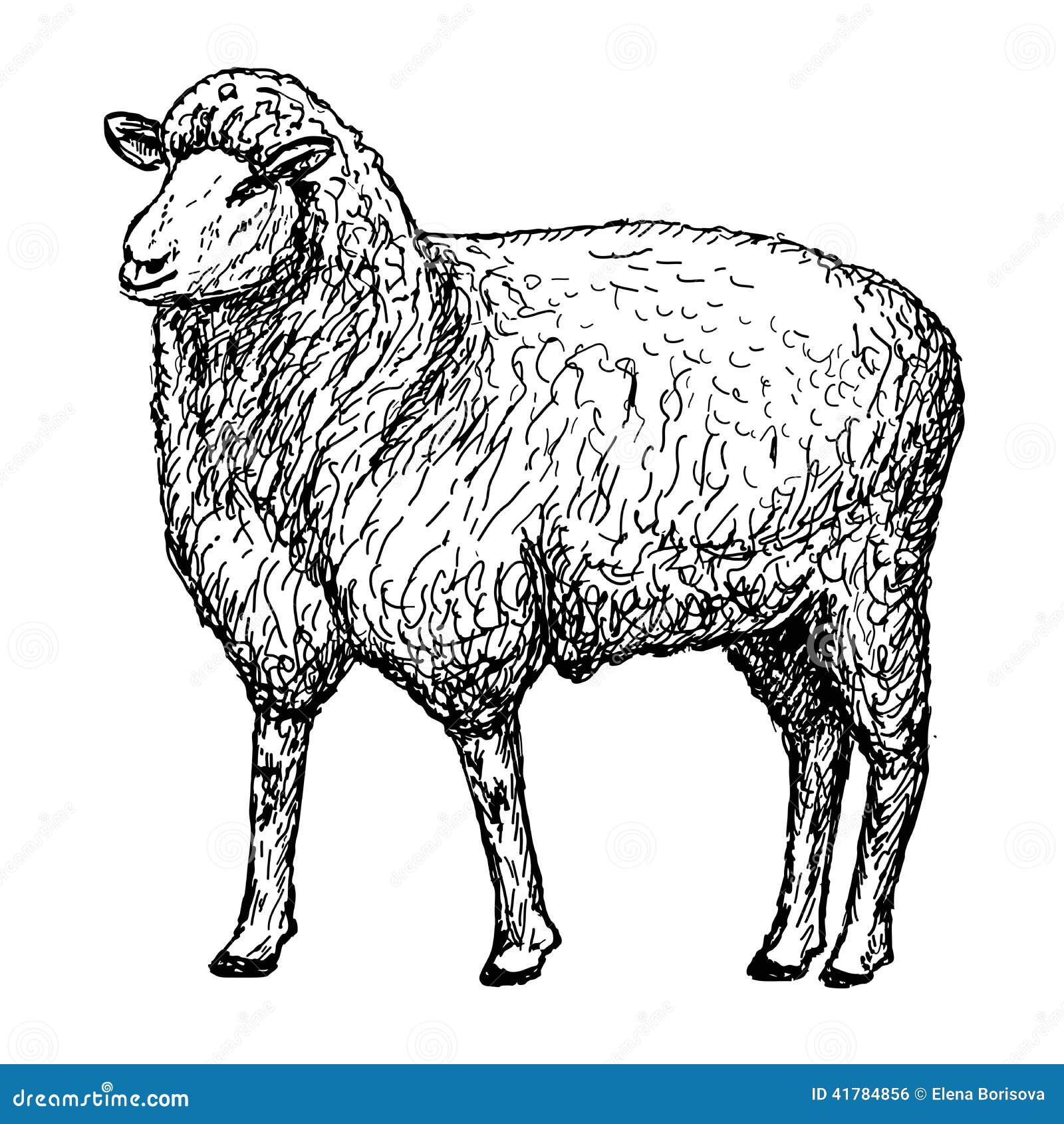 Engrave Isolated Sheep Illustration Sketch Linear Art Stock Photo Picture  And Royalty Free Image Image 46494355