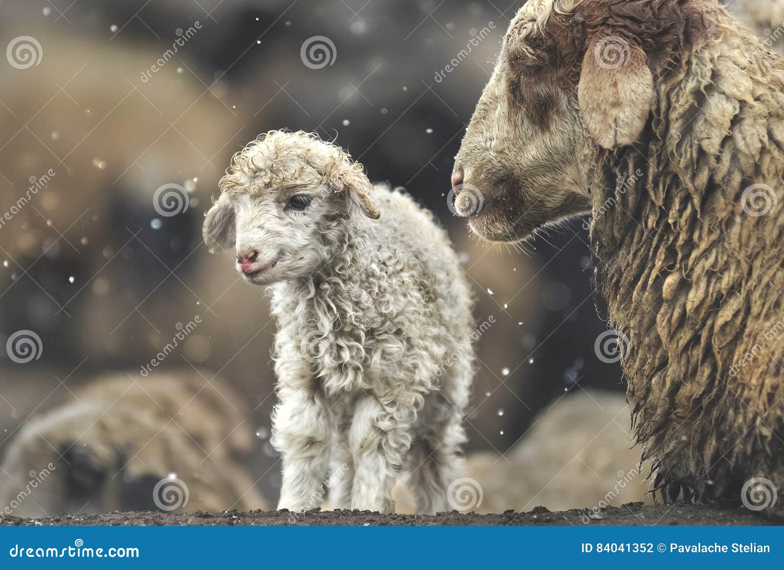 sheep with her lamb newborn