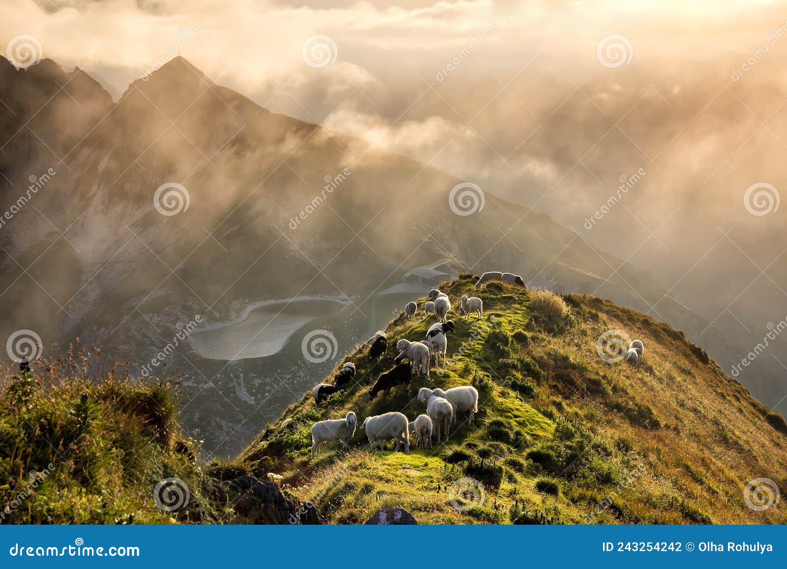 Sheep Herd on Mountain Top in Alps Stock Photo - Image of herd, grass ...