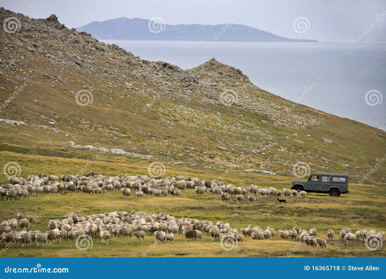 sheep herding - falkland islands