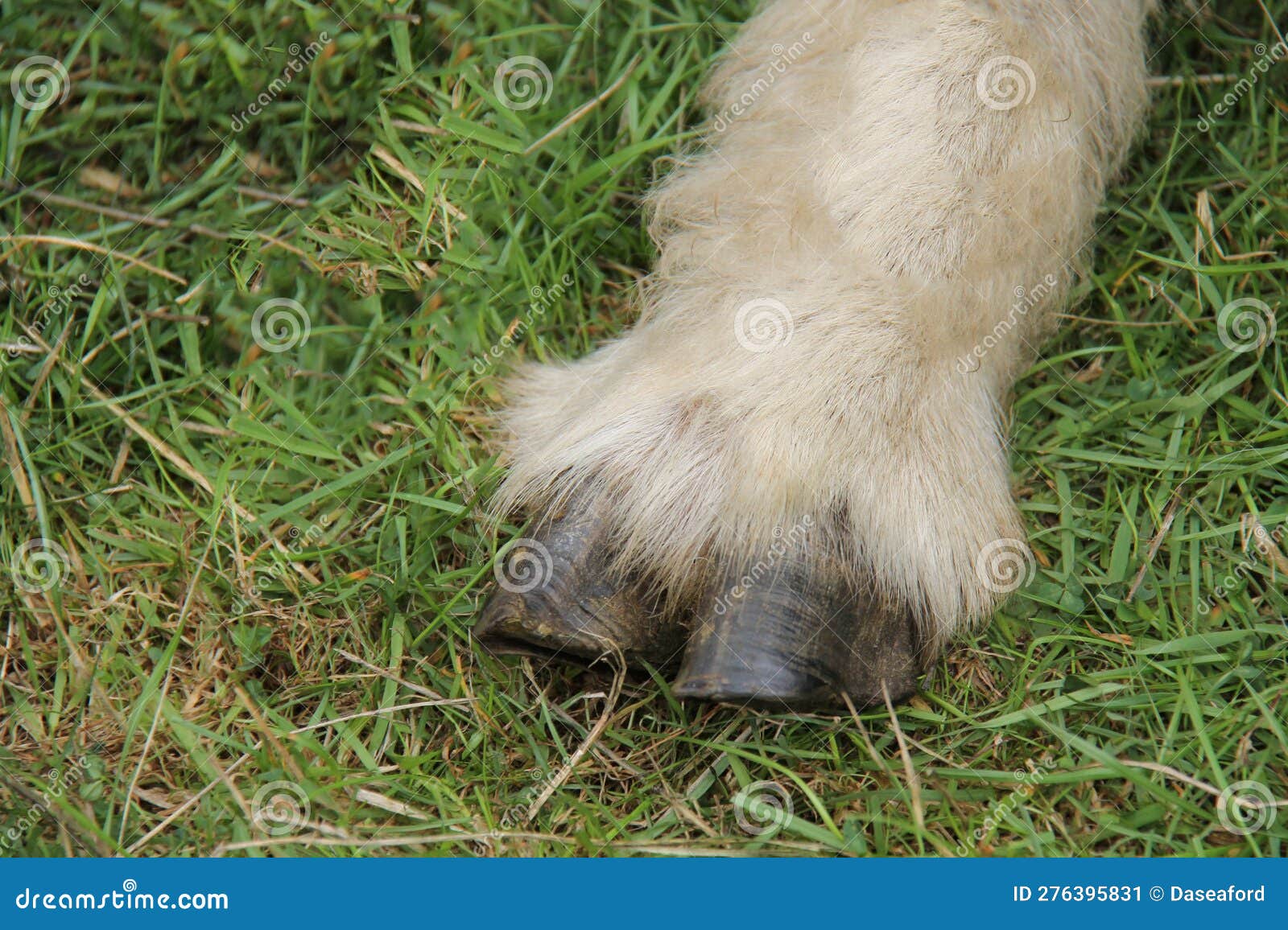 sheep hoofed foot.
