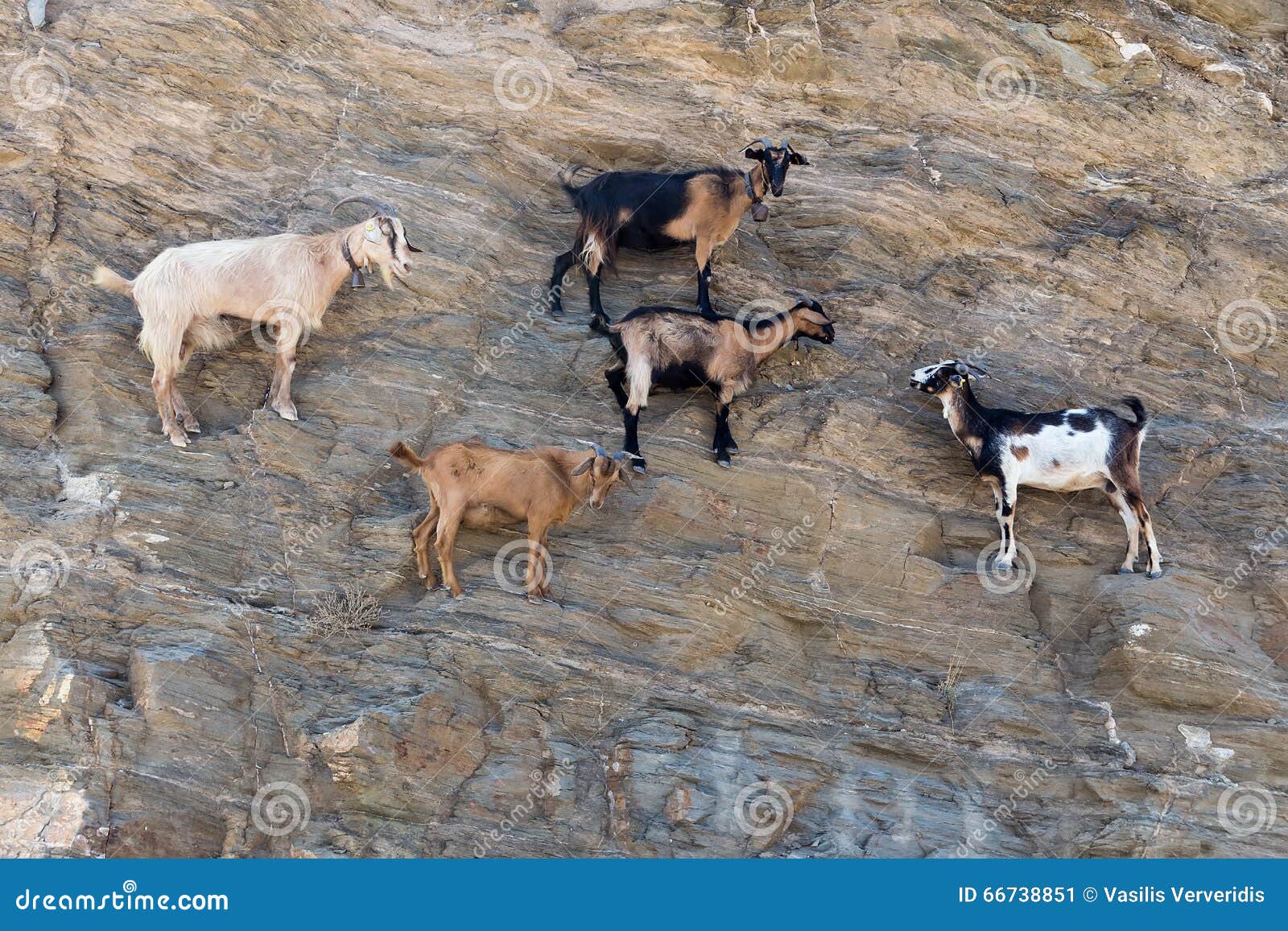 Ram Climbing Mountain Stock Photos - & Royalty-Free Stock Photos from Dreamstime