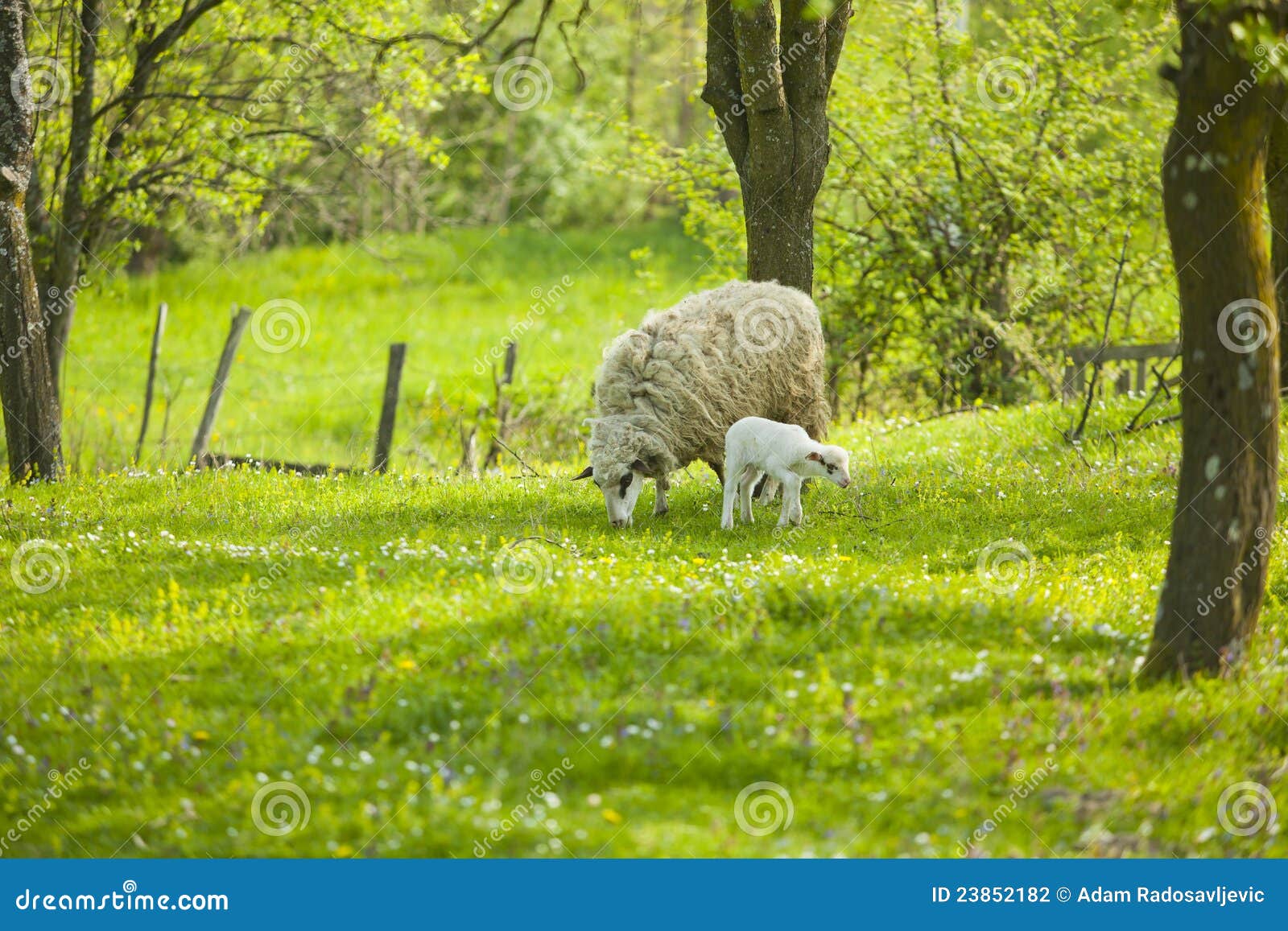 Sheep and Lamb on Green Field Eat Grass Stock Photo Image of mammal