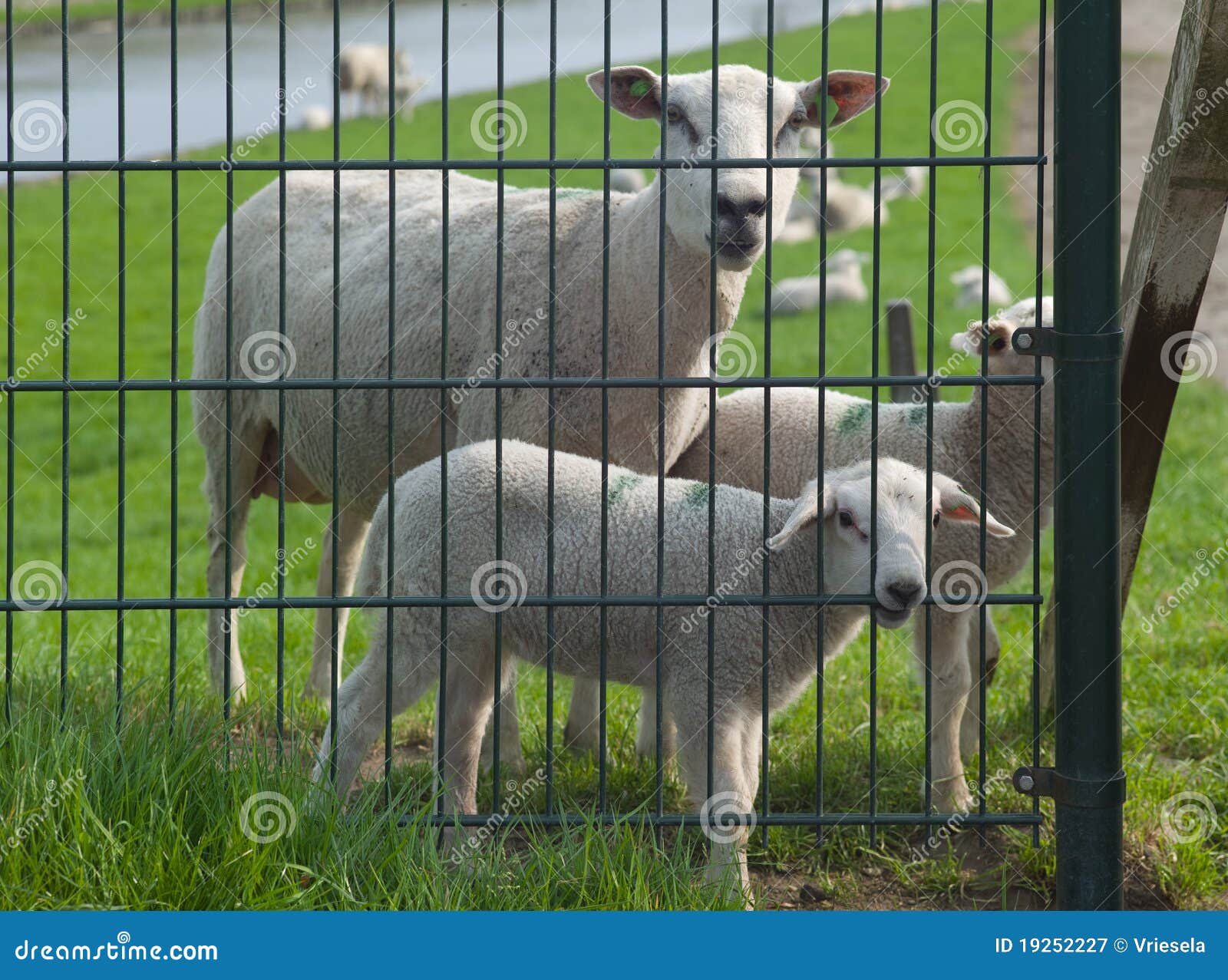 Sheep And Lambs Behind A Fence Royalty Free Stock Photography Image
