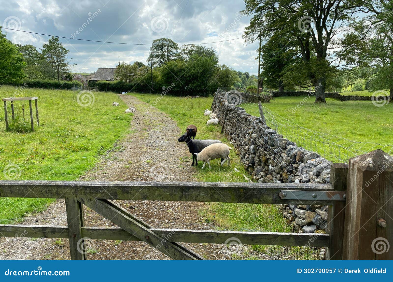 sheep and lambs in, rylstone, yorkshire, uk