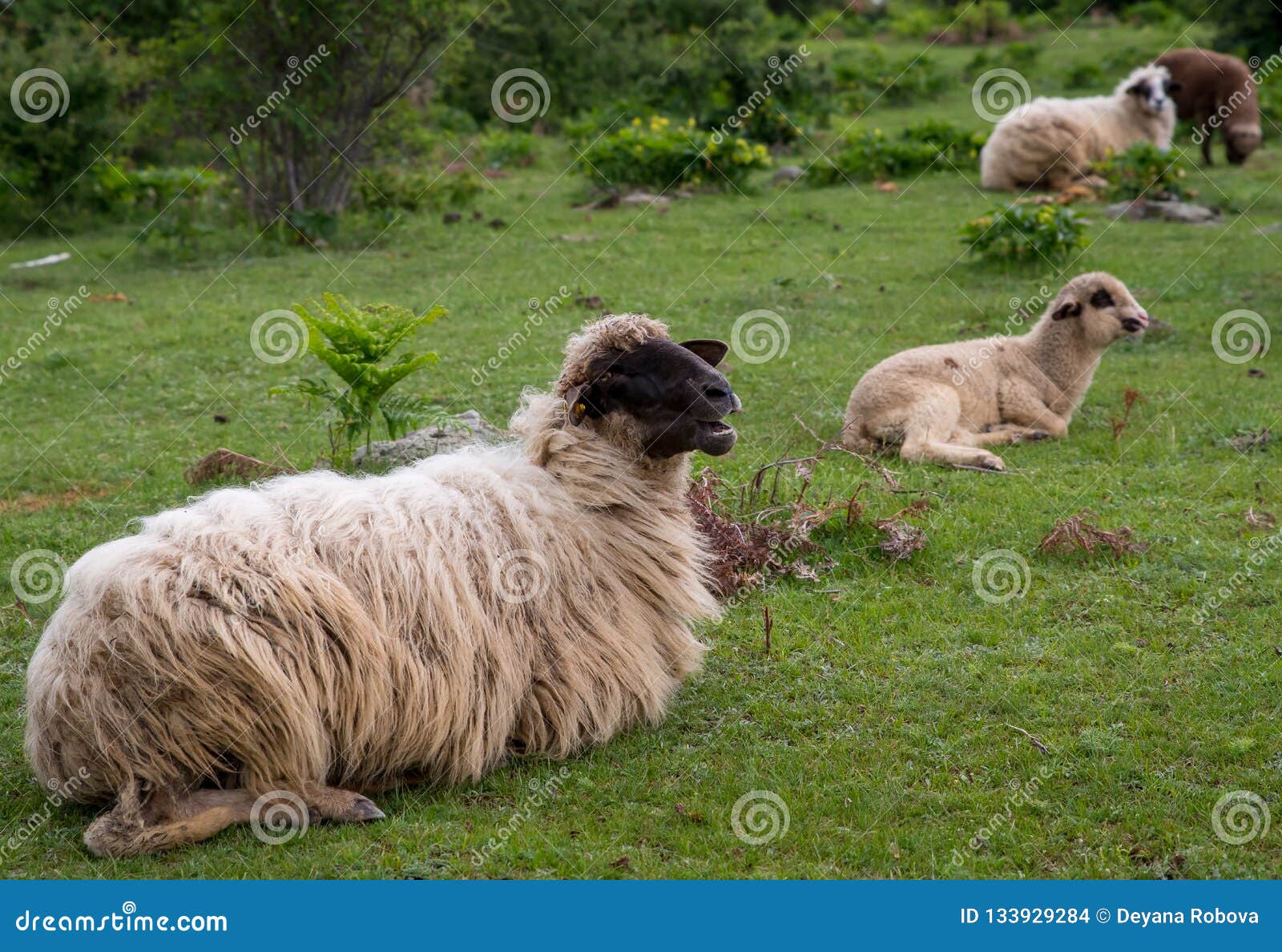 Sheep with Long Fleece and Lambs. Stock Photo Image of livestock