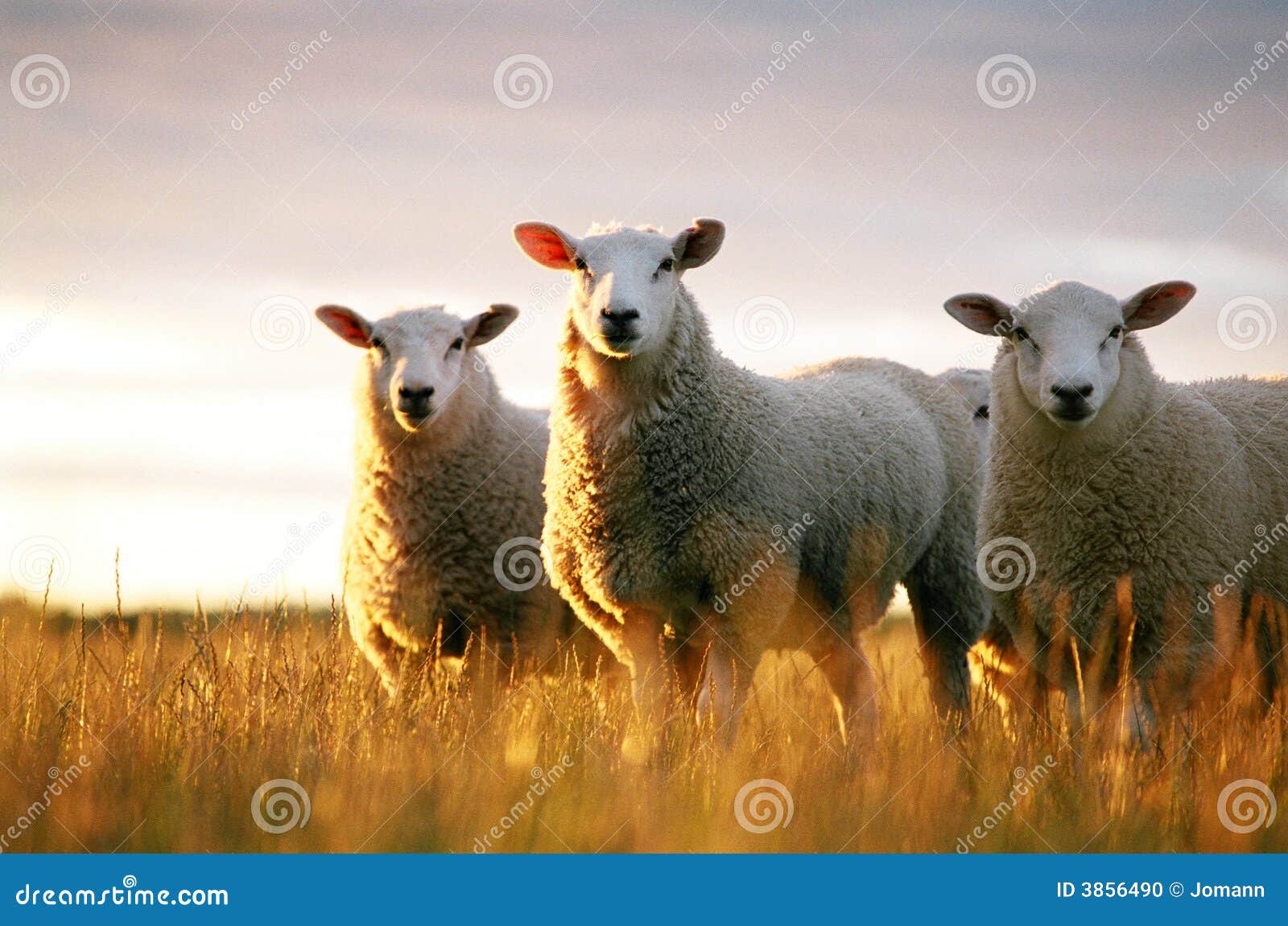 sheep looking