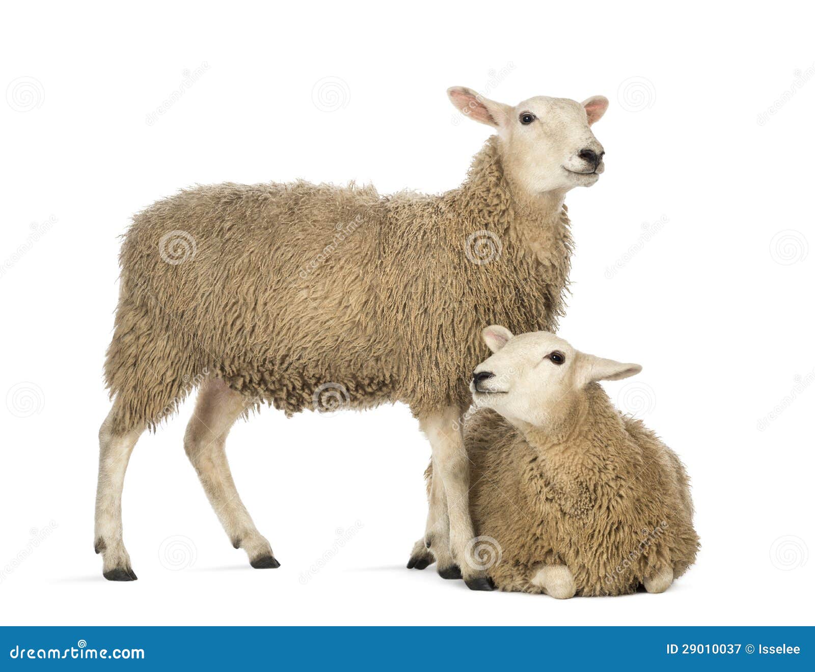 sheep lying in front of another standing