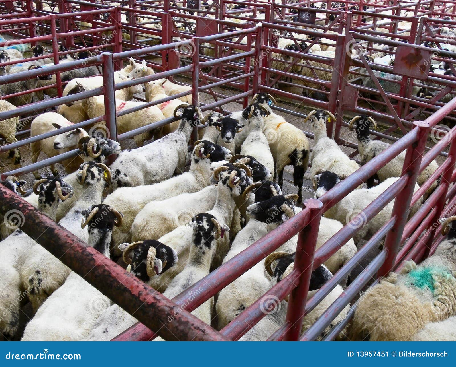 Sheep market 1 stock image. Image of agricultural, england 13957451