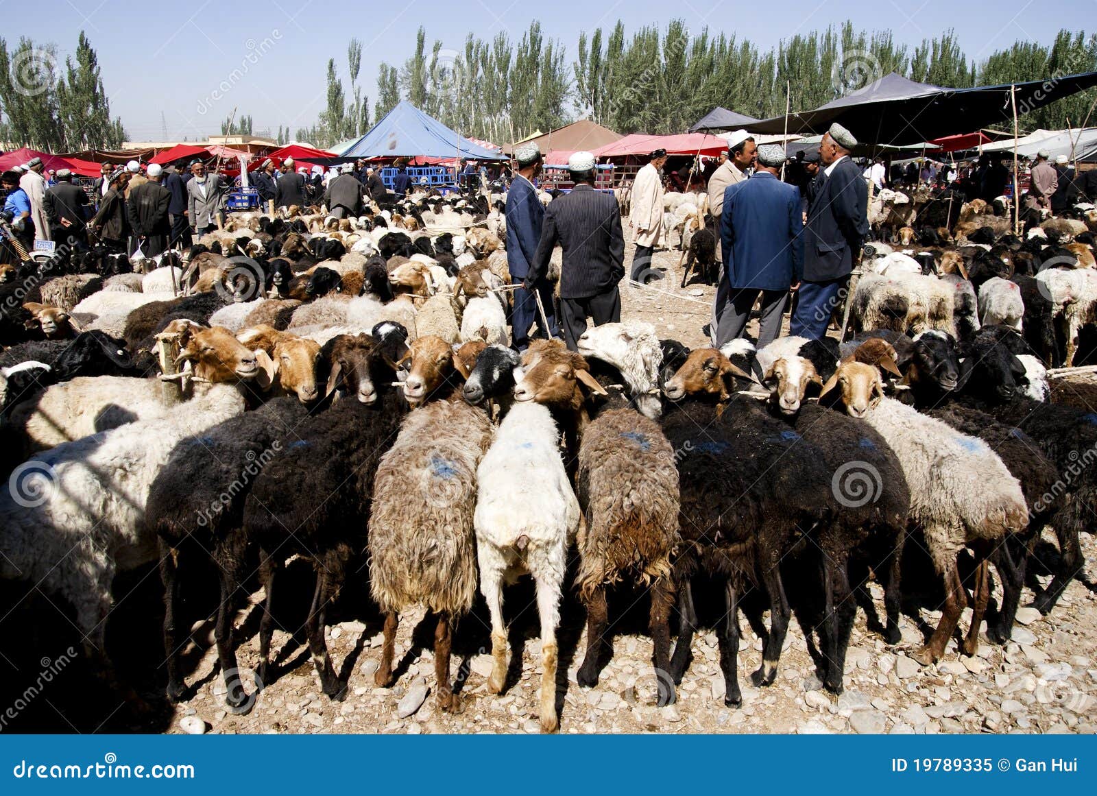 Sheep Market in XinJiang of China Editorial Image Image of xinjiang