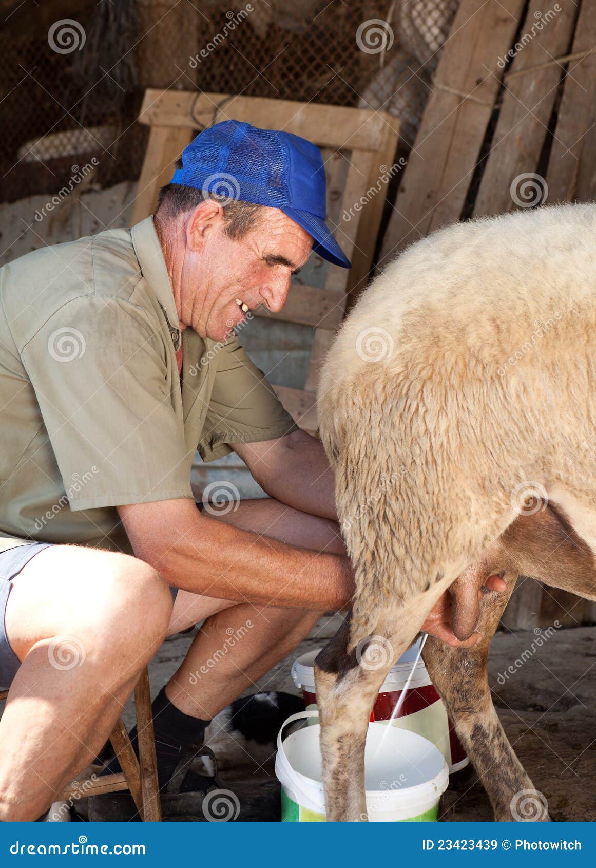 Sheep milking stock image. Image of farm, bucket, primitive 23423439