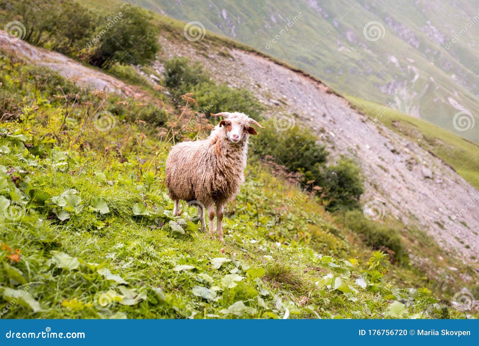 Sheep on a Mountain Farm on a Cloudy Day. Beautiful Mountain Landscape View Stock Photo Image