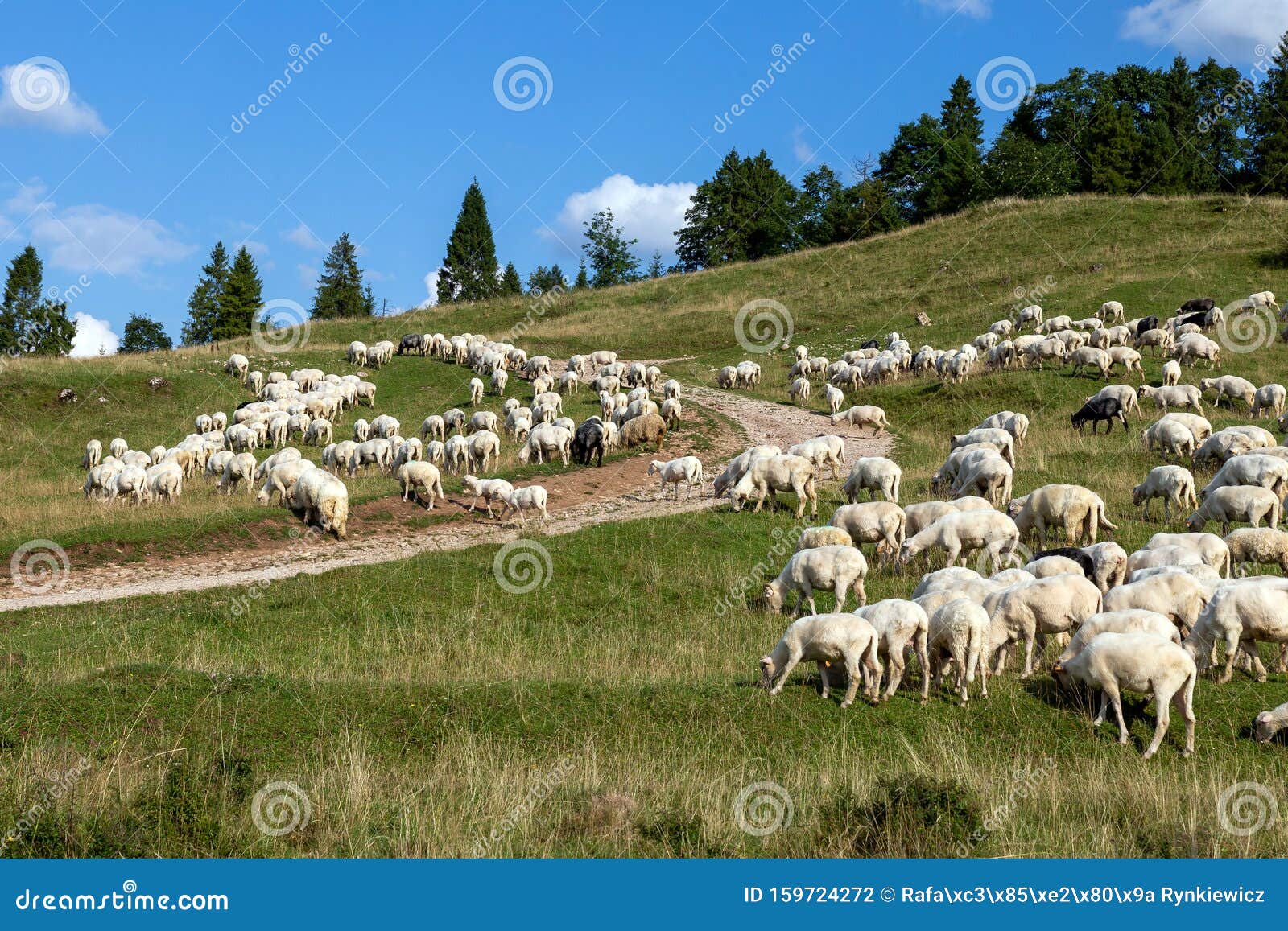 Sheep in a Mountain Pasture Stock Photo Image of view, nature 159724272