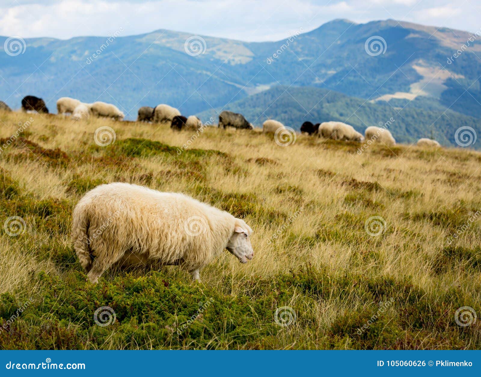 Sheep on a Mountain Pasture Stock Photo Image of landscape, background 105060626