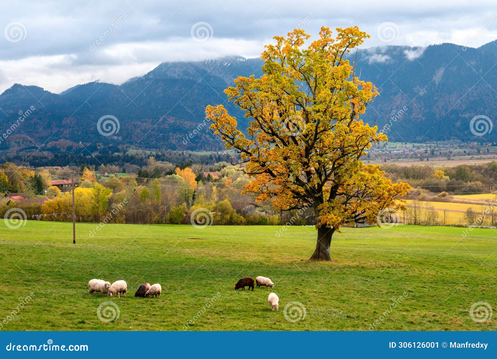 sheep at the murnauer moos bog