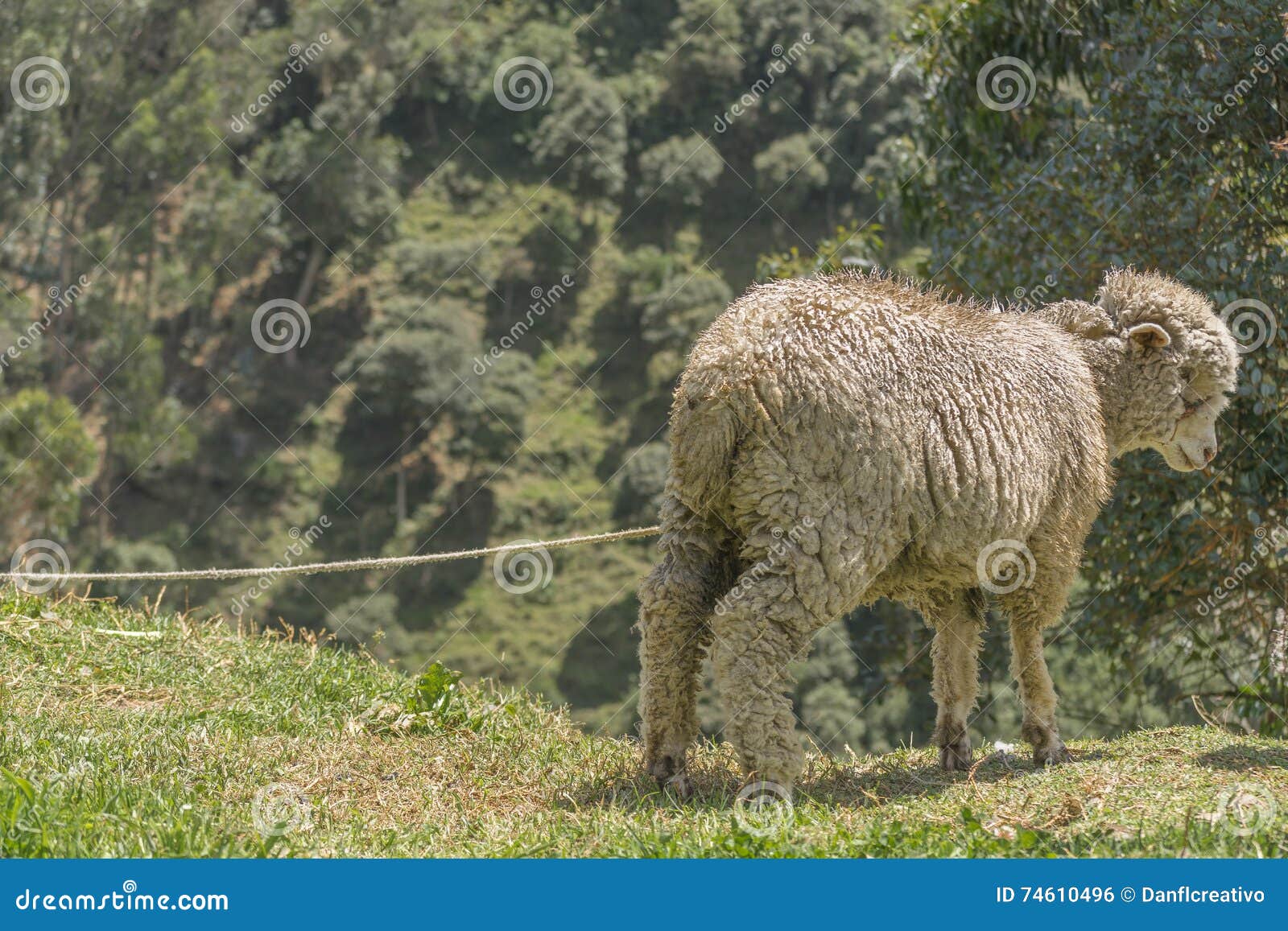 sheep at nature in azuay, ecuador