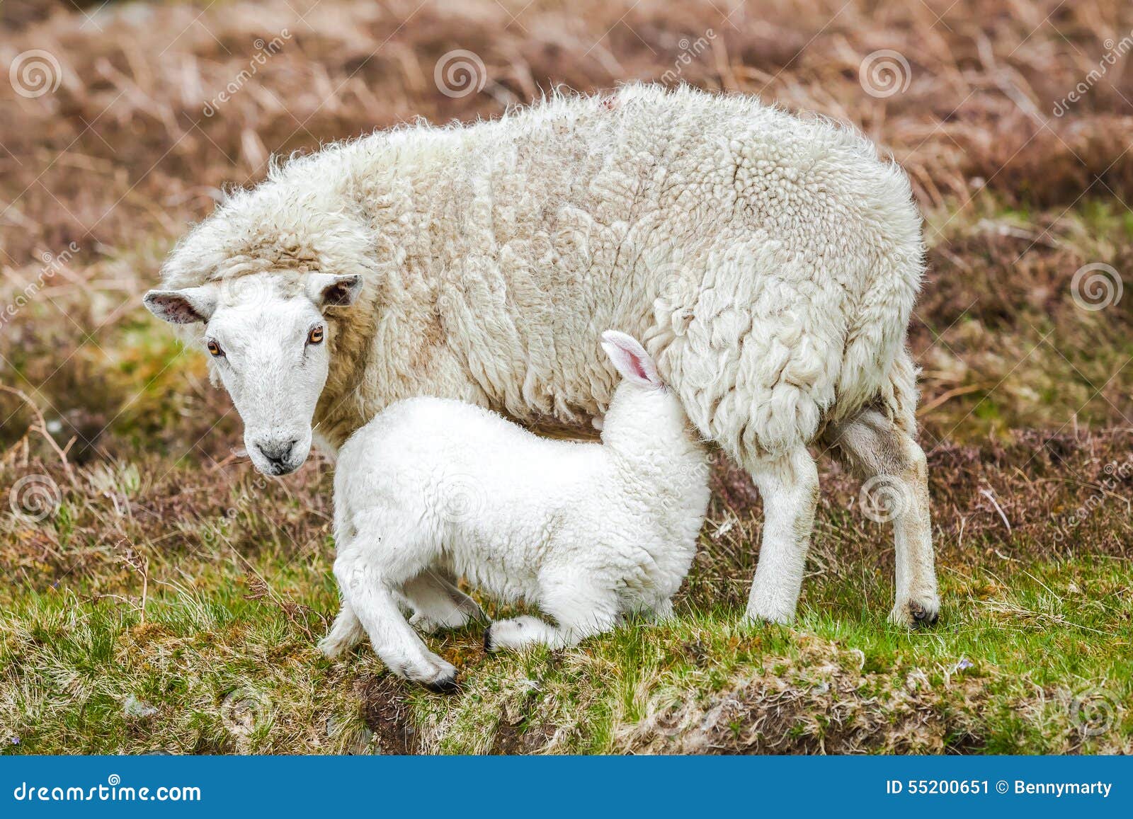 Sheep nursing lamb stock image. Image of country, sucking 55200651
