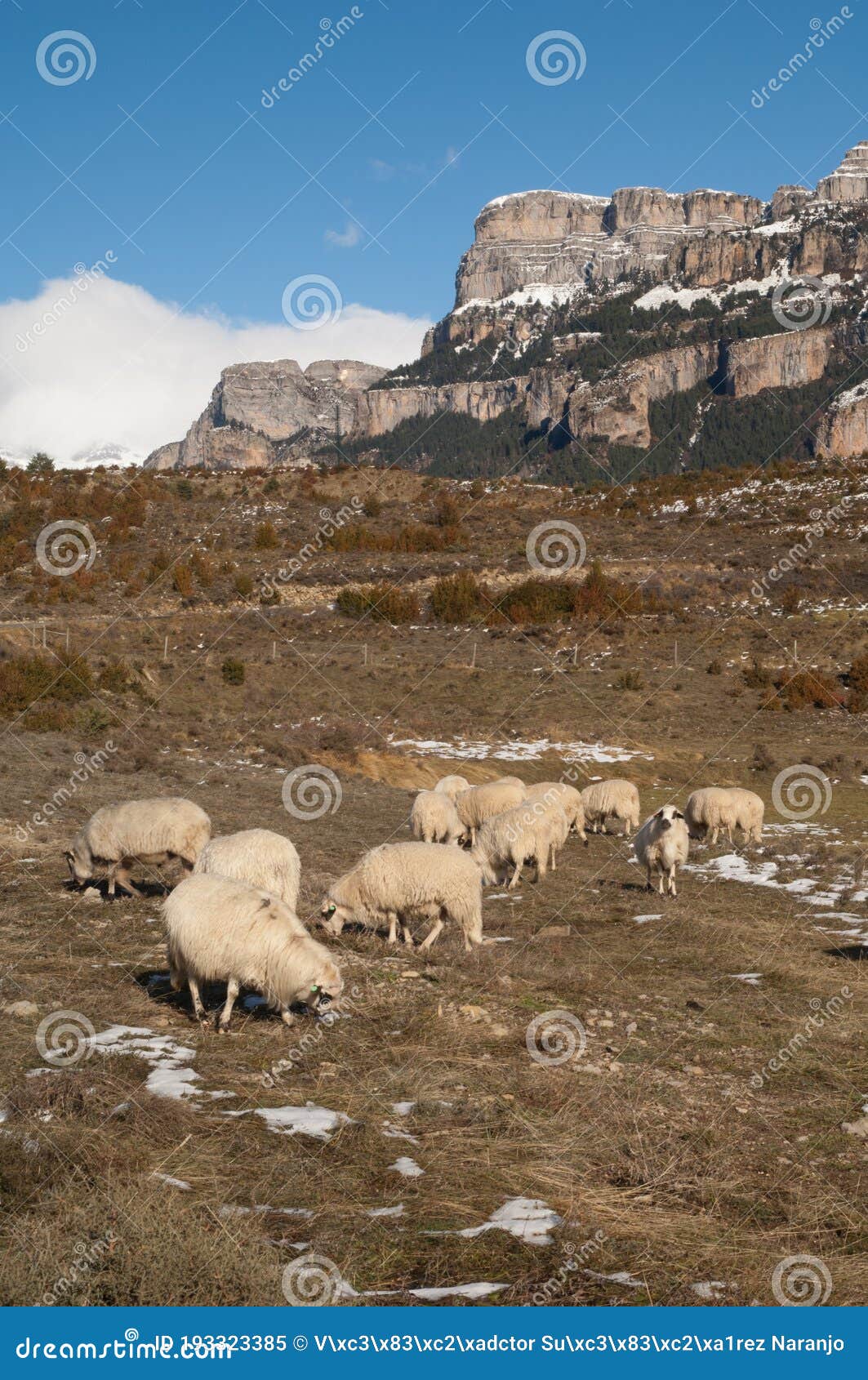 sheep ovis aries grazing in vio and the sestrales in the background.