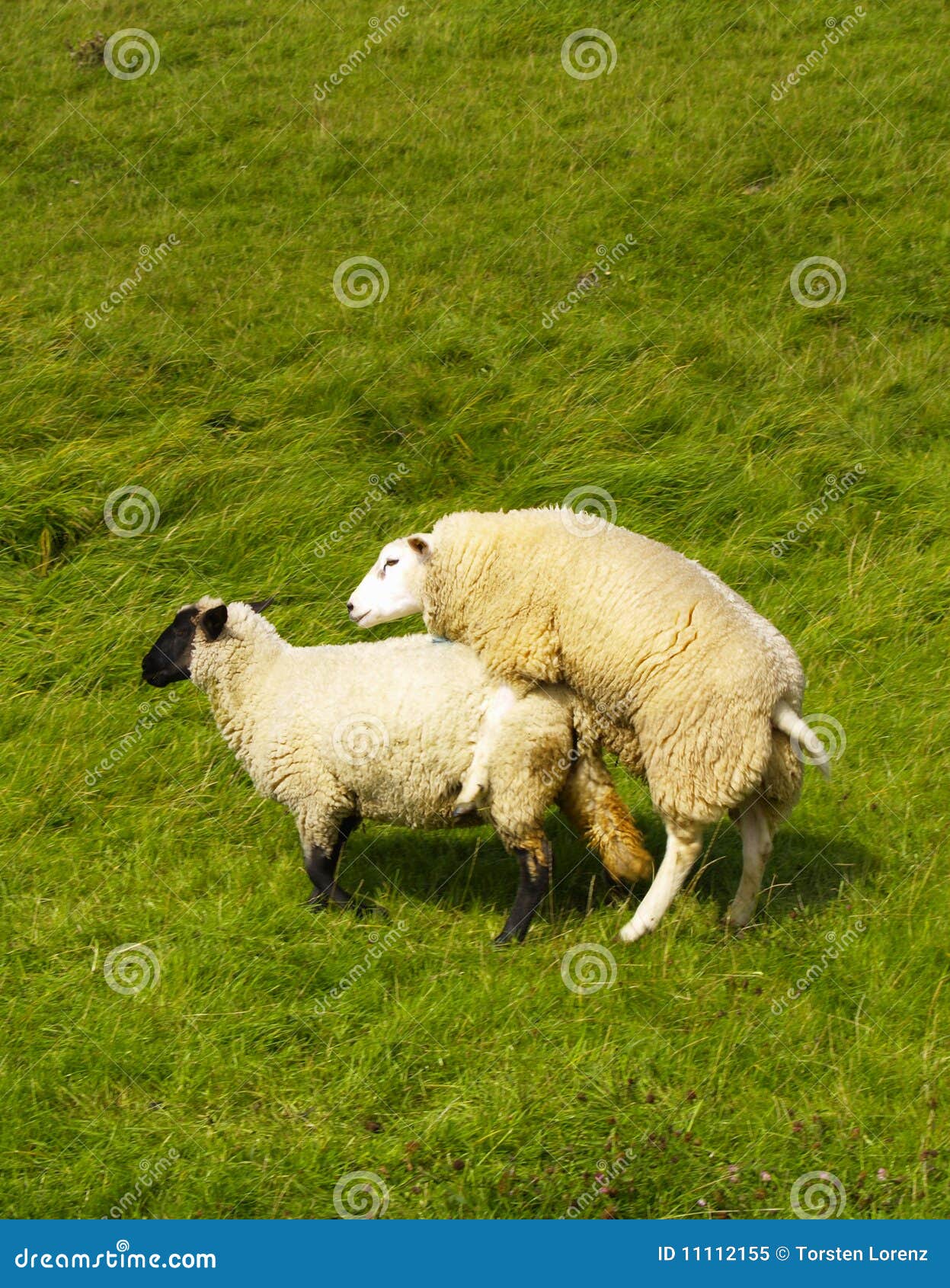 674 Sheep Mating Photos Free Royalty Free Stock Photos From Dreamstime