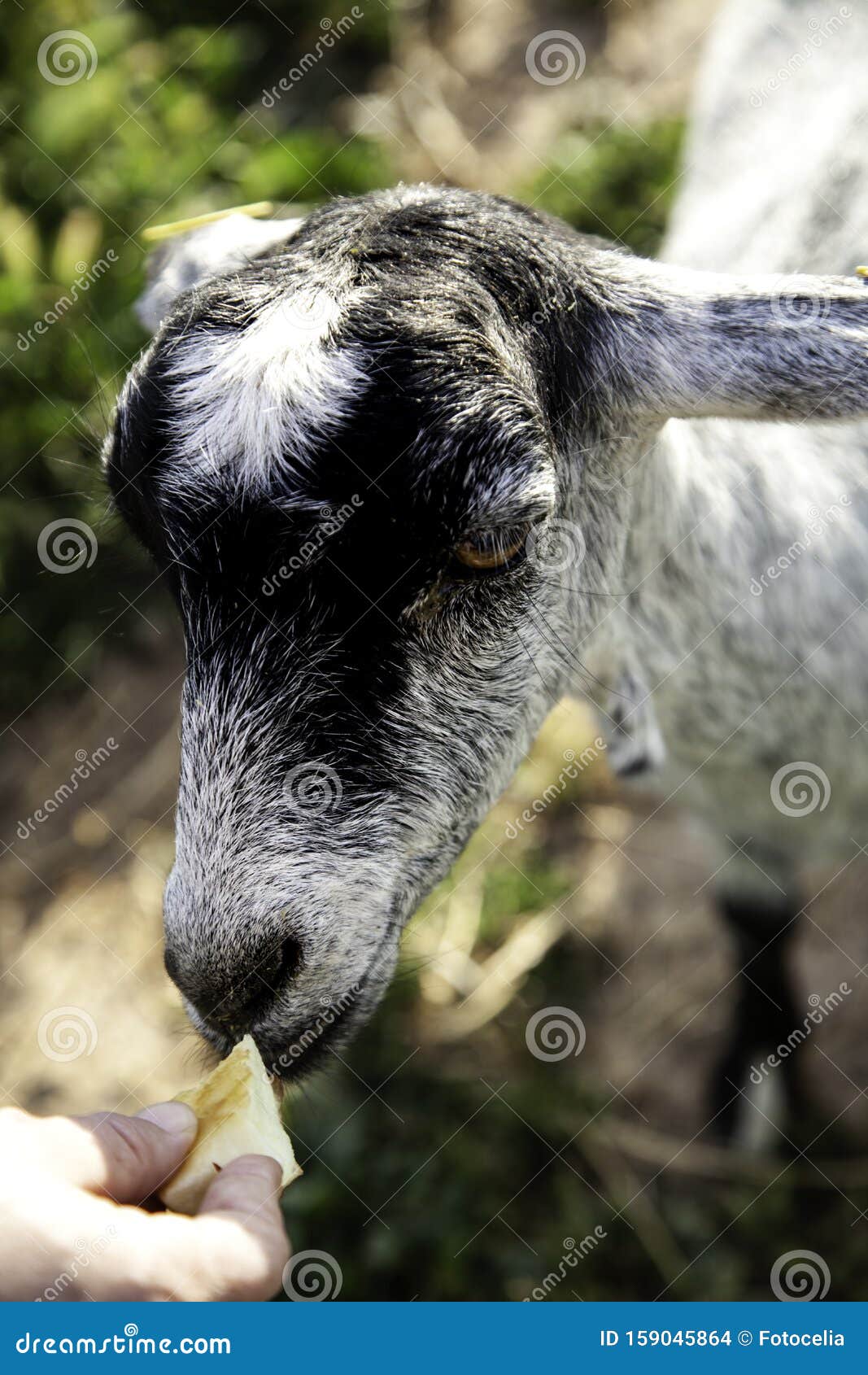 sheep in pen