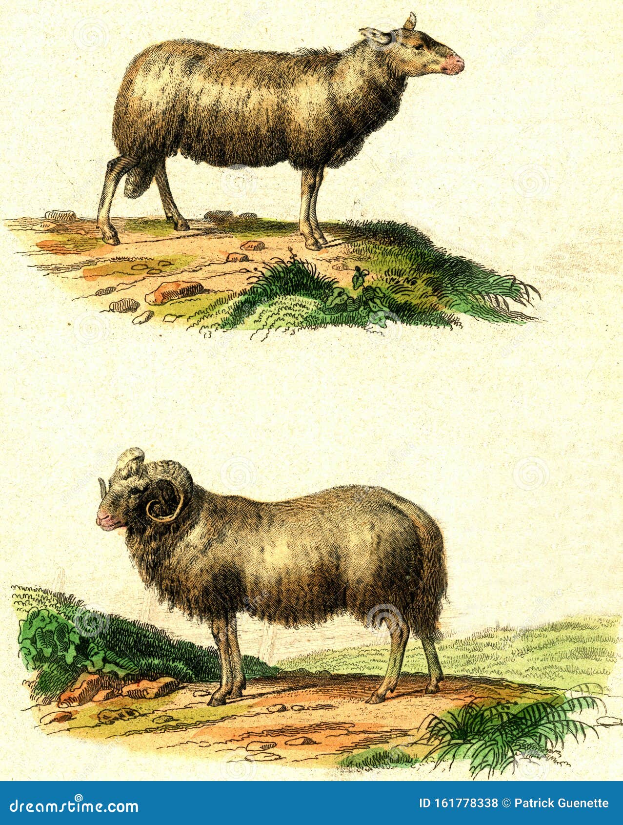 The Sheep, the Ram, Vintage Engraving Stock Illustration