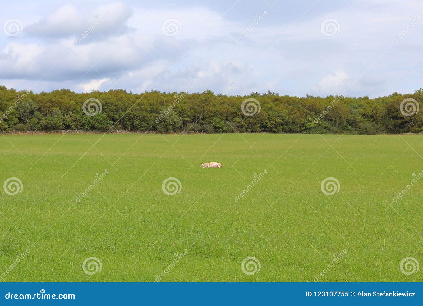 Sheep rest on the field stock image. Image of sunset - 123107755