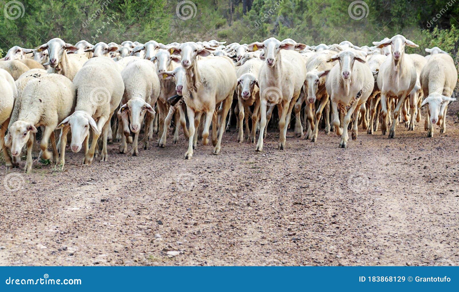 running sheep with cattle running sheep with cattle