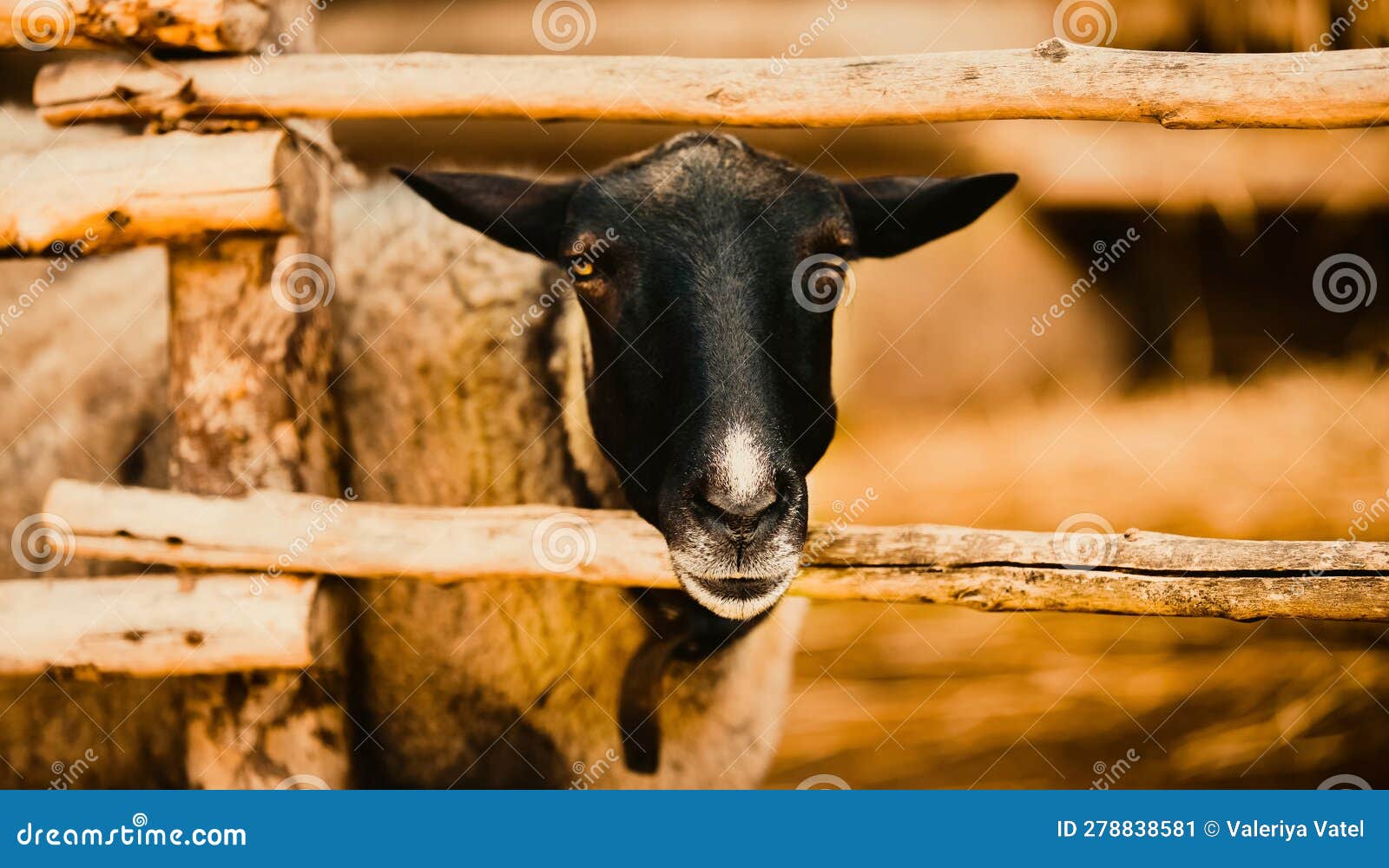 a sheep of a rustic farm. this image is a poignant reminder of the invaluable role of agriculture in sustaining humanity.