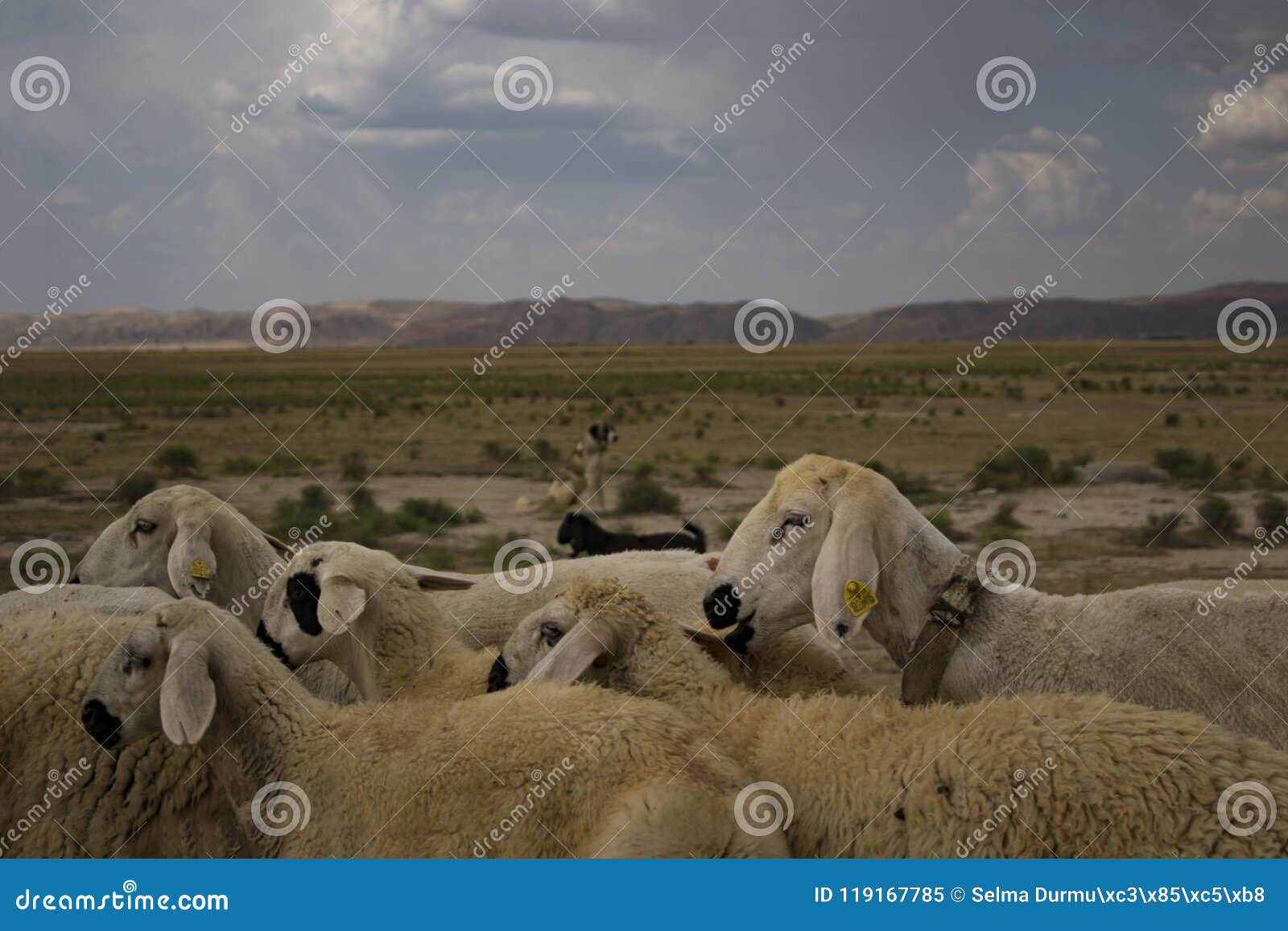 Sheep`s Drive stock image. Image of sheeps, pasture 119167785