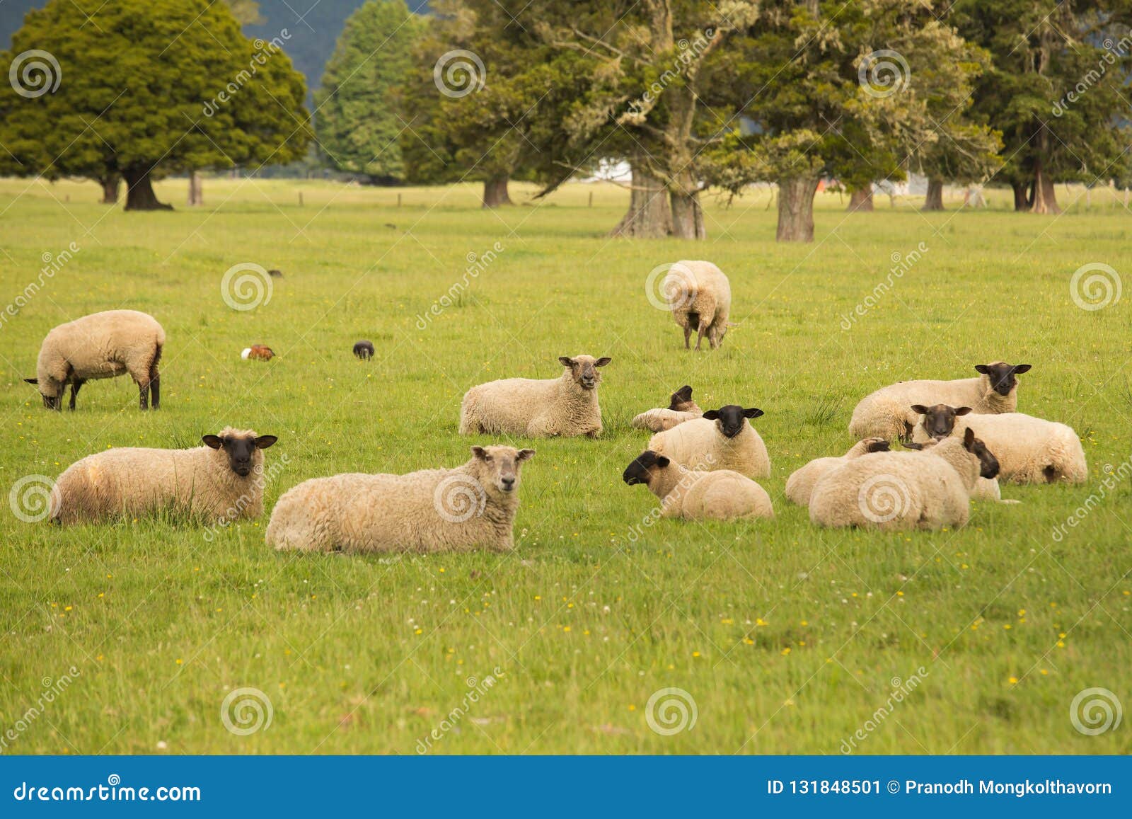 Sheep Setting on Green Glass Stock Image - Image of scenic, farming:  131848501
