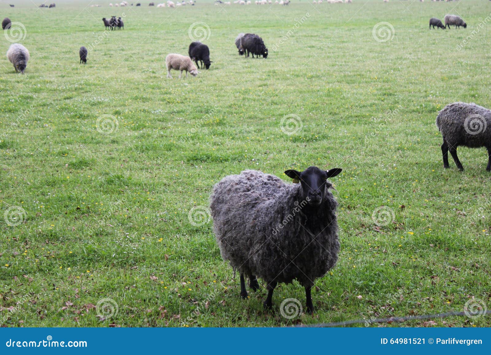 Sheep stock image. Image of country, sheep, summer, misty - 64981521