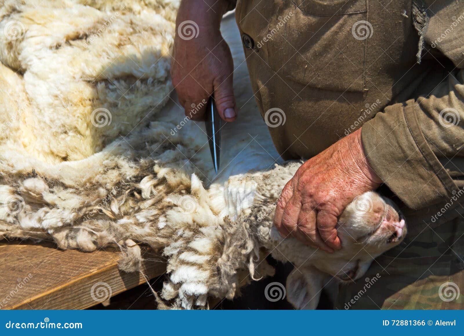 Sheep Shearing Hand Scissors Stock Photo Image of lamb, agricultural