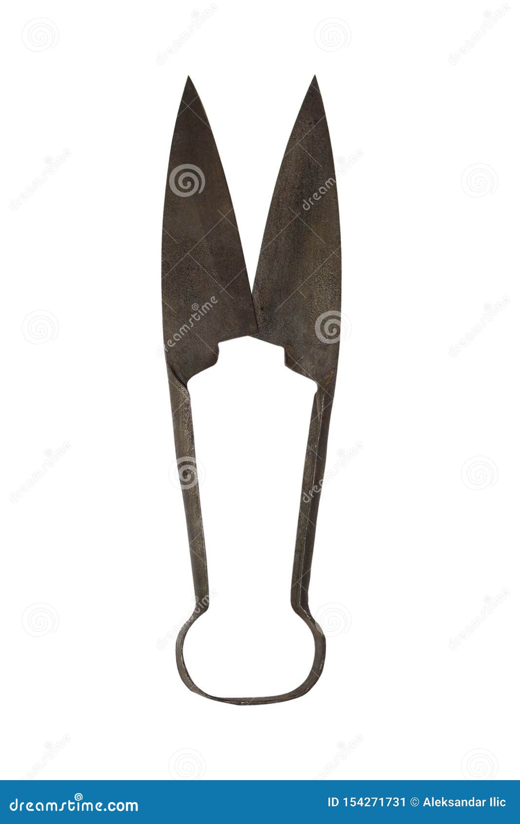 sheep shears. vintage rusted scissors  on white