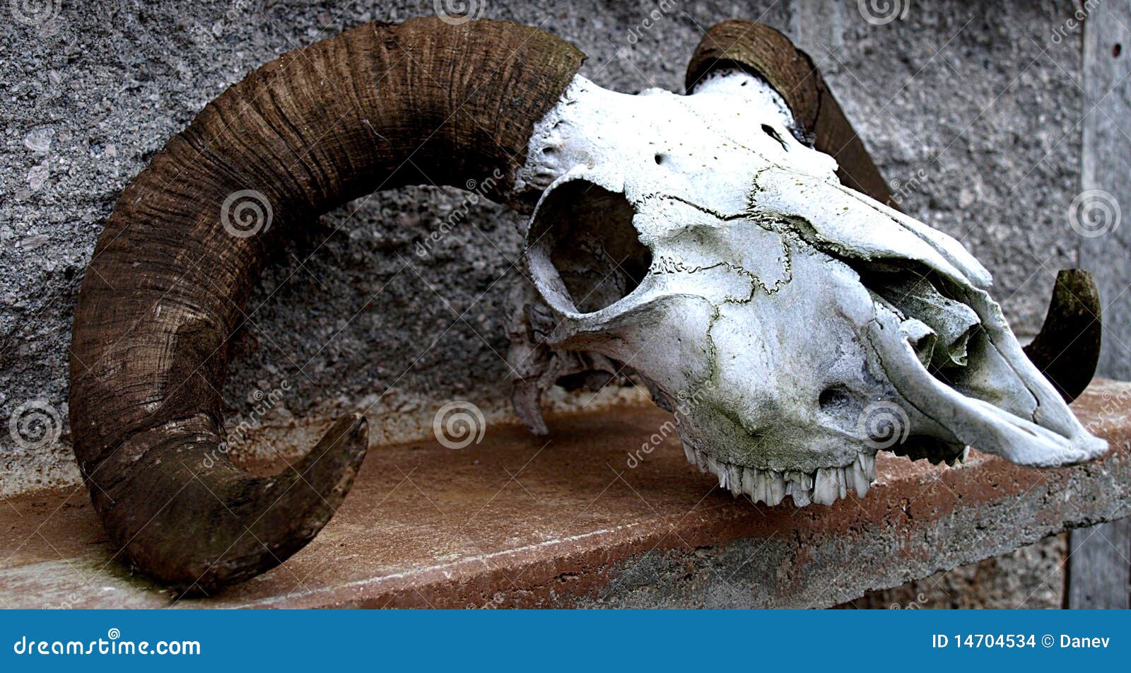 Sheep Skull Stock Images - Image: 14704534