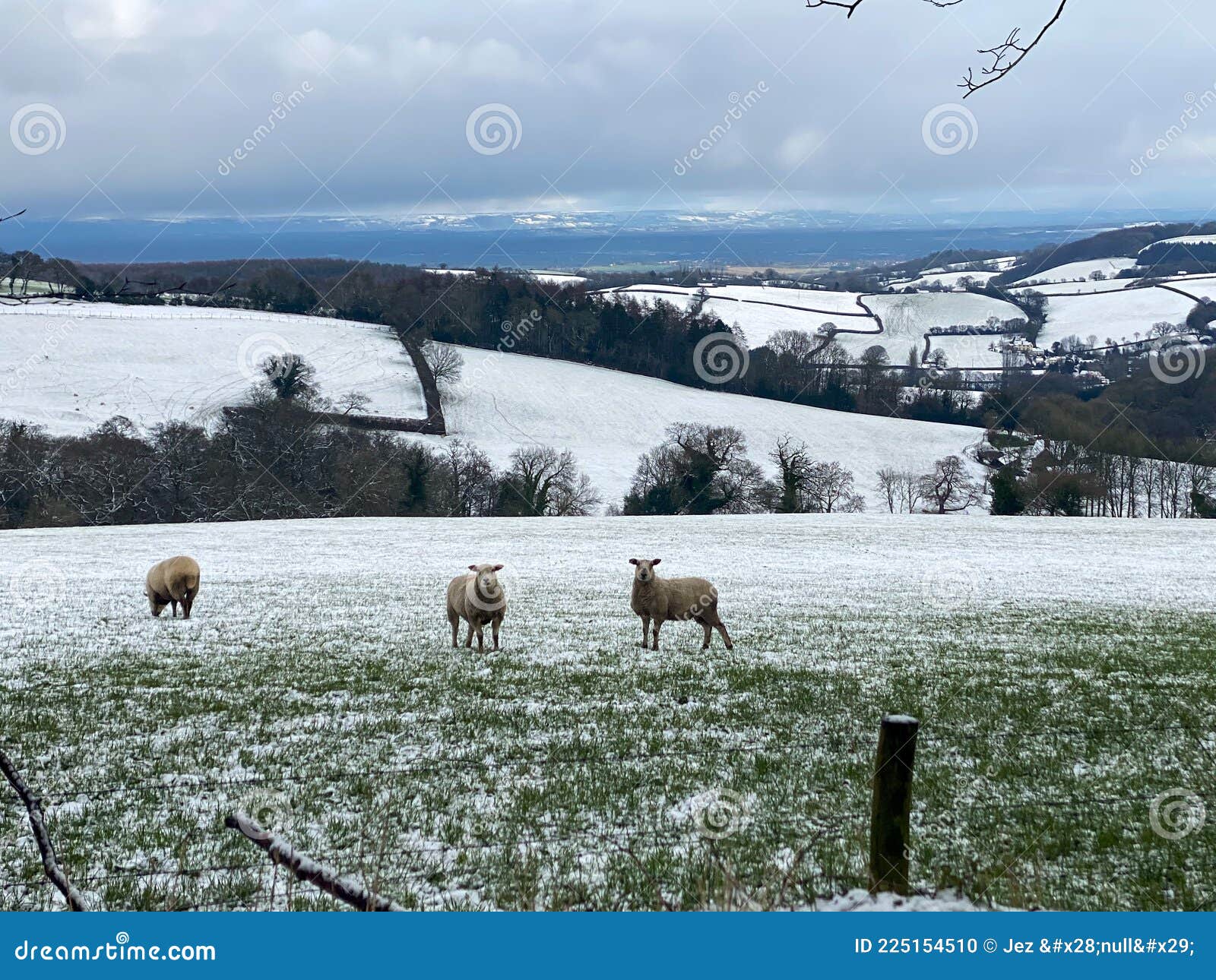 sheep in the snow on the quantock hills in somerset