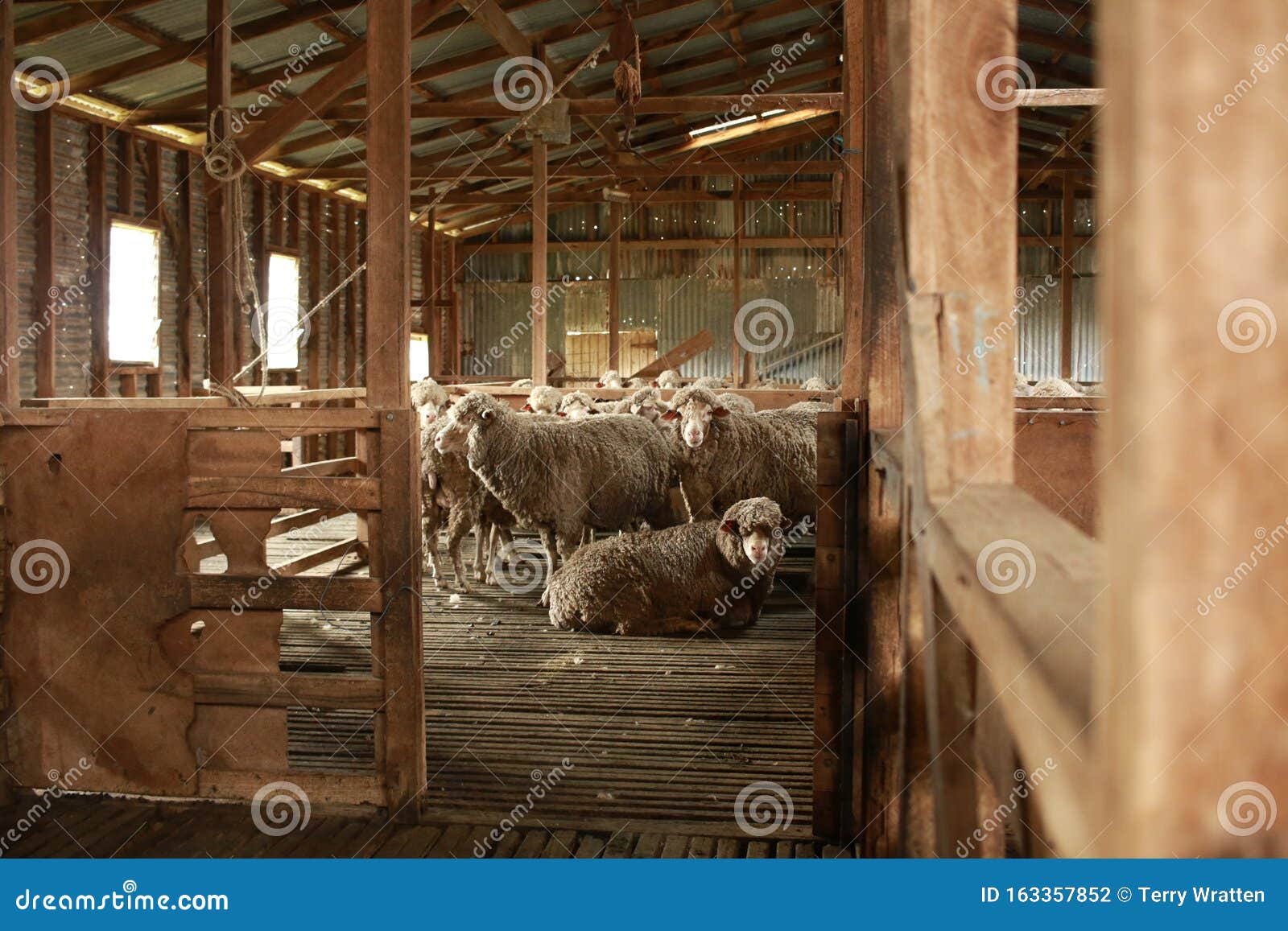 Sheep Waiting Overnight To Be Shorn In An Old Traditional 