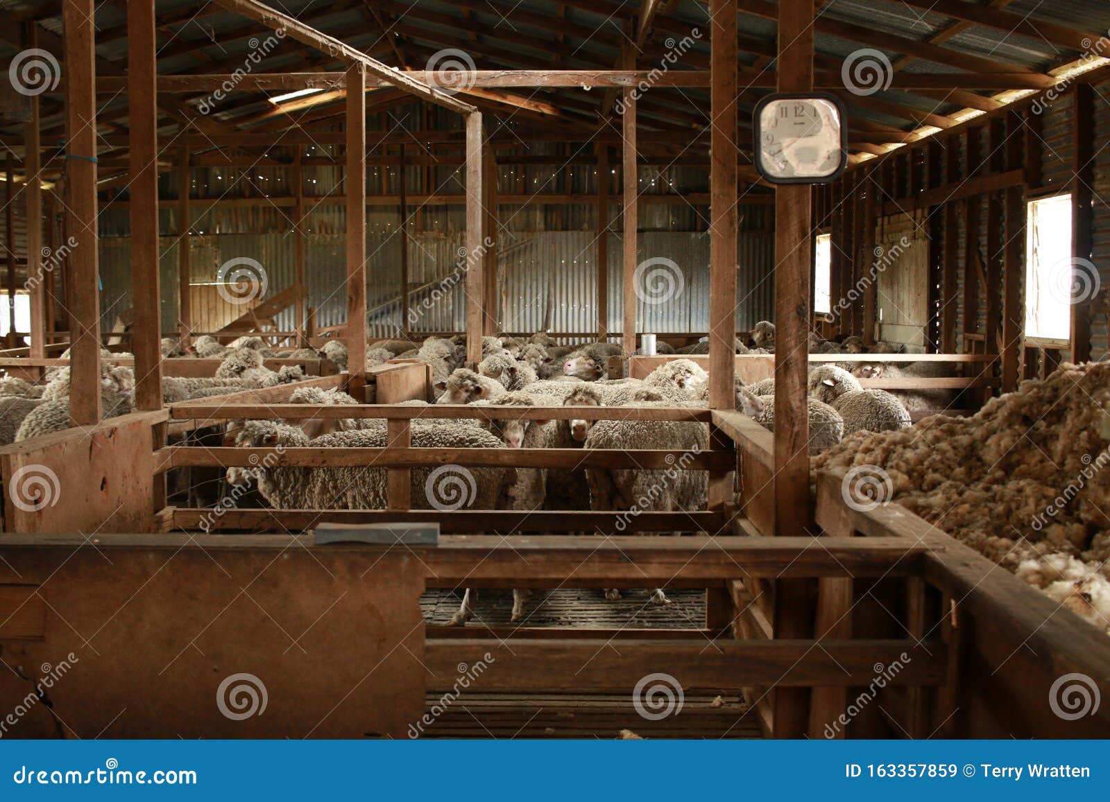 Sheep Waiting Overnight To Be Shorn In An Old Traditional 