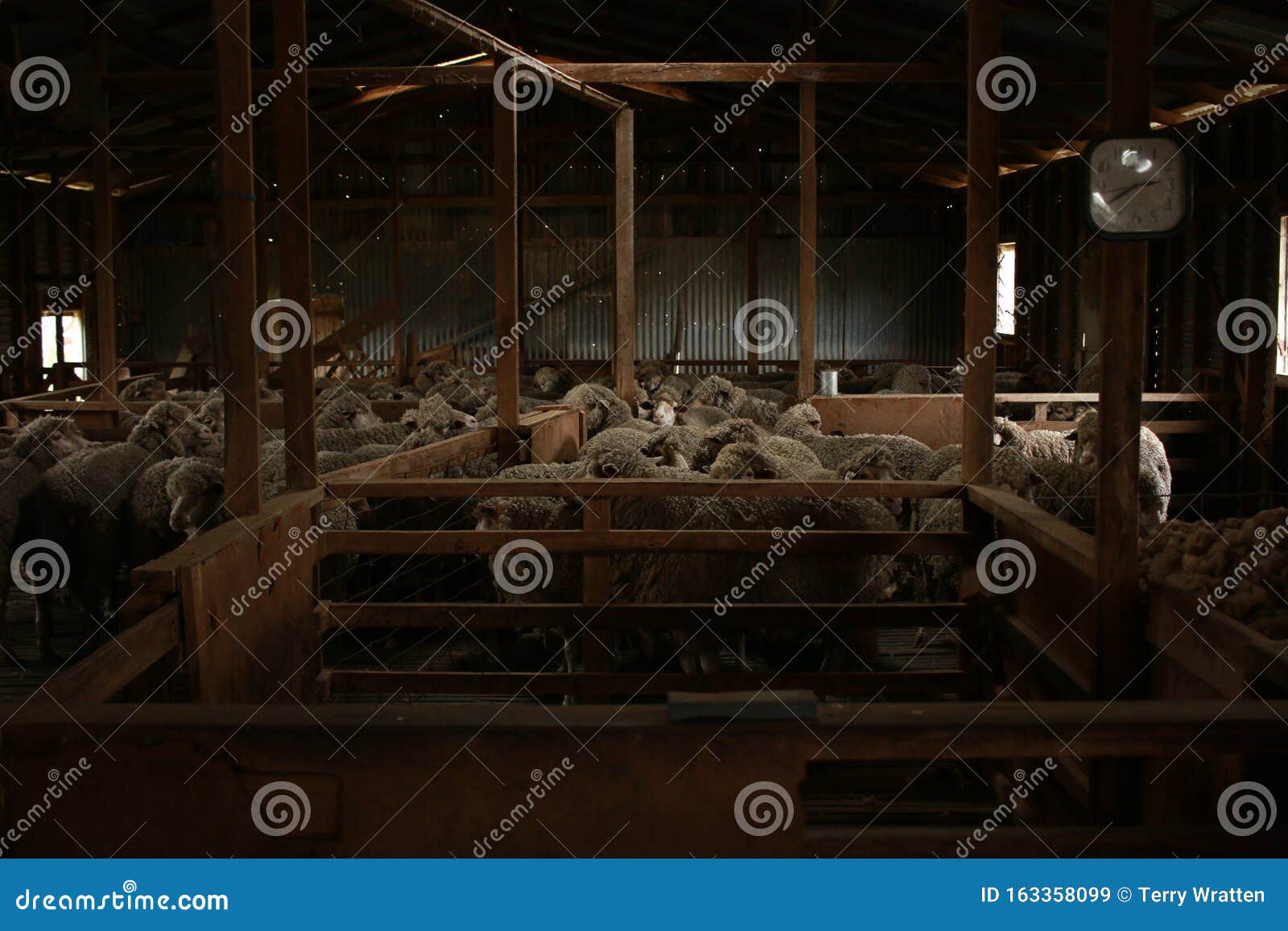 Sheep Waiting Overnight To Be Shorn In An Old Traditional 