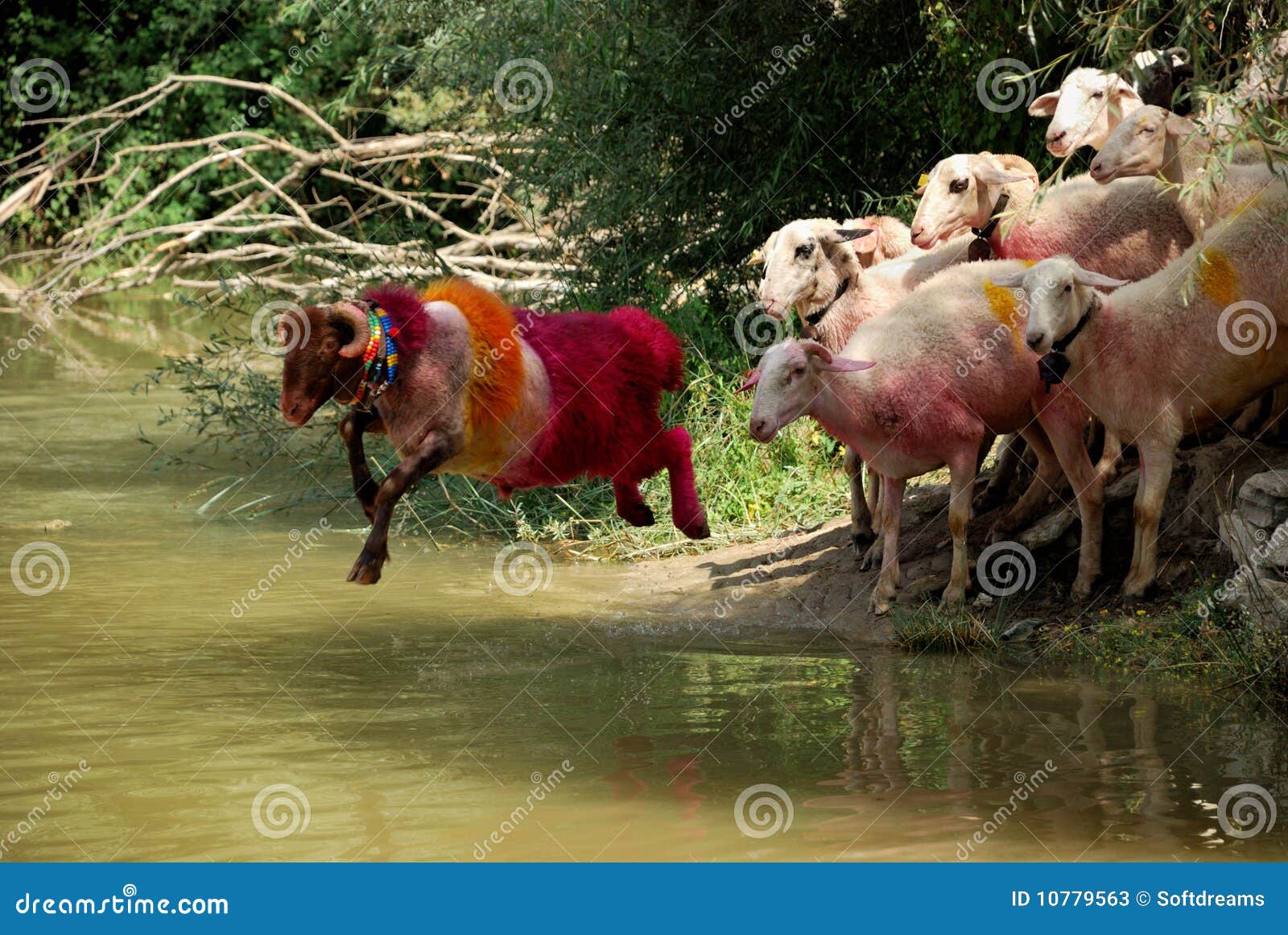 Sheep and water stock image. Image of background, farm 10779563