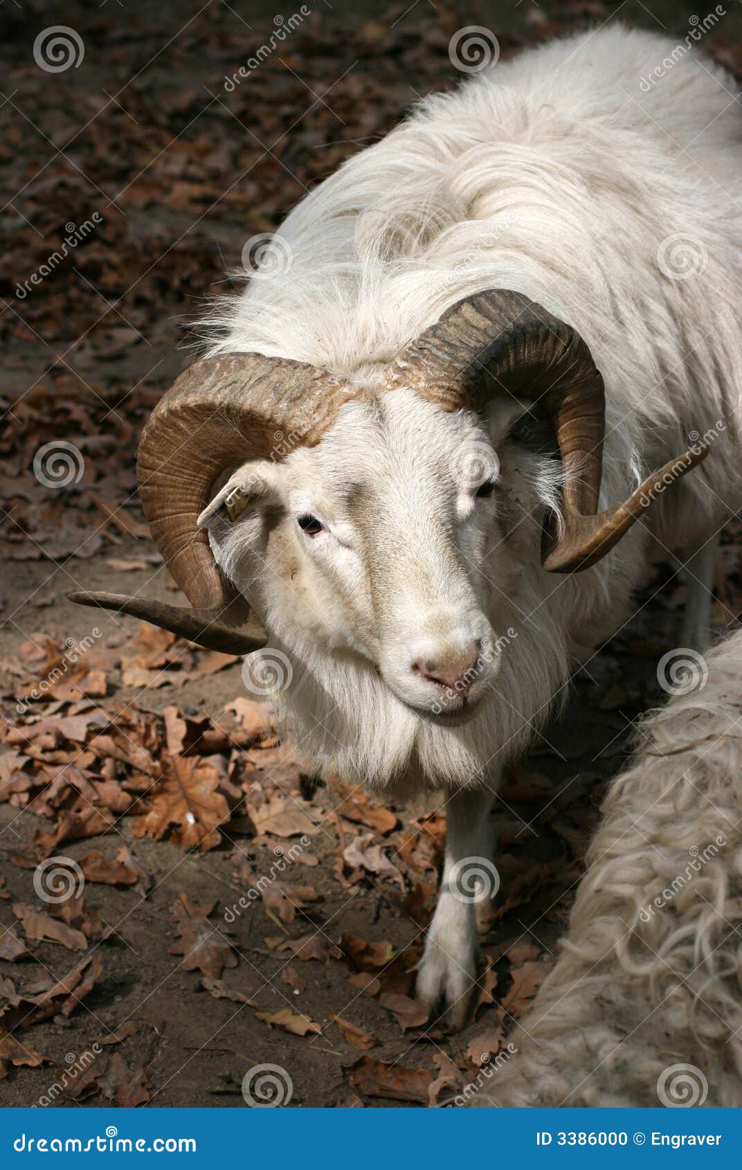 Sheepwether stock photo. Image of fauna, animals, domesticated 3386000