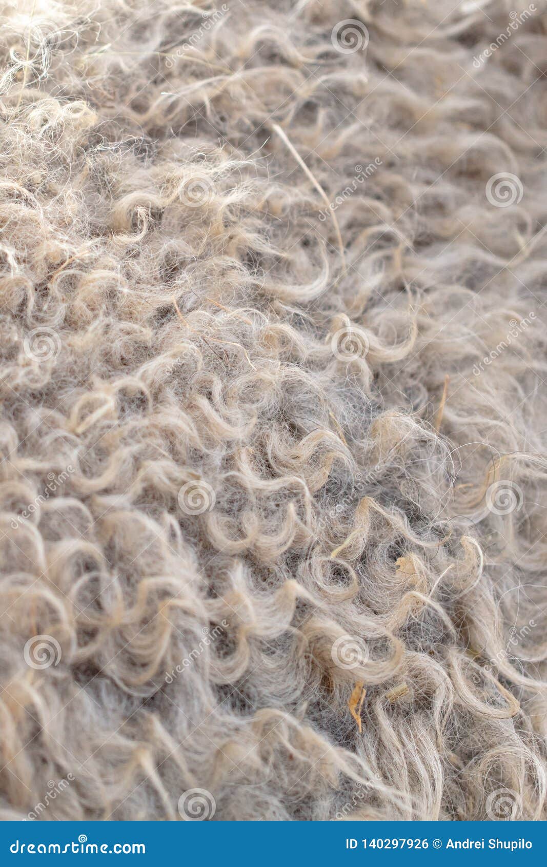 Sheep Wool As Abstract Background Stock Photo Image Of