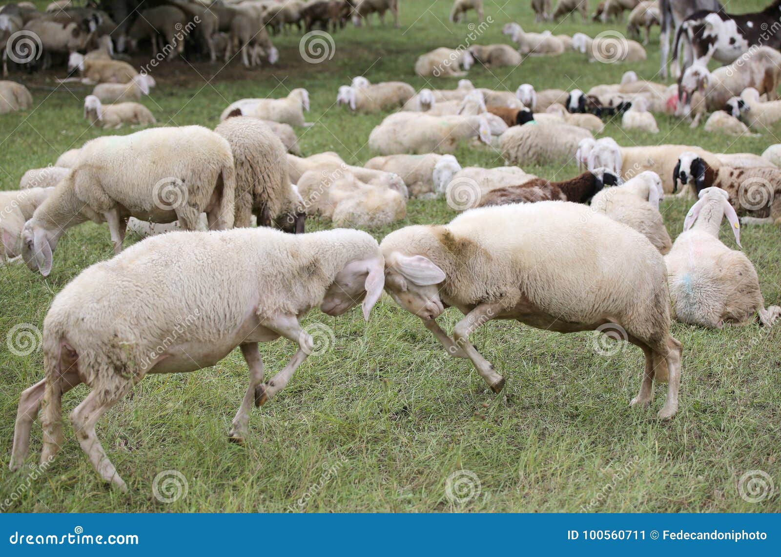 sheep with woolen veil clash headlong