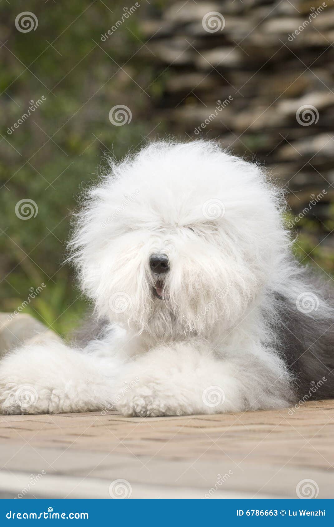 Cão pastor inglês velho foto de stock. Imagem de canino - 39439220